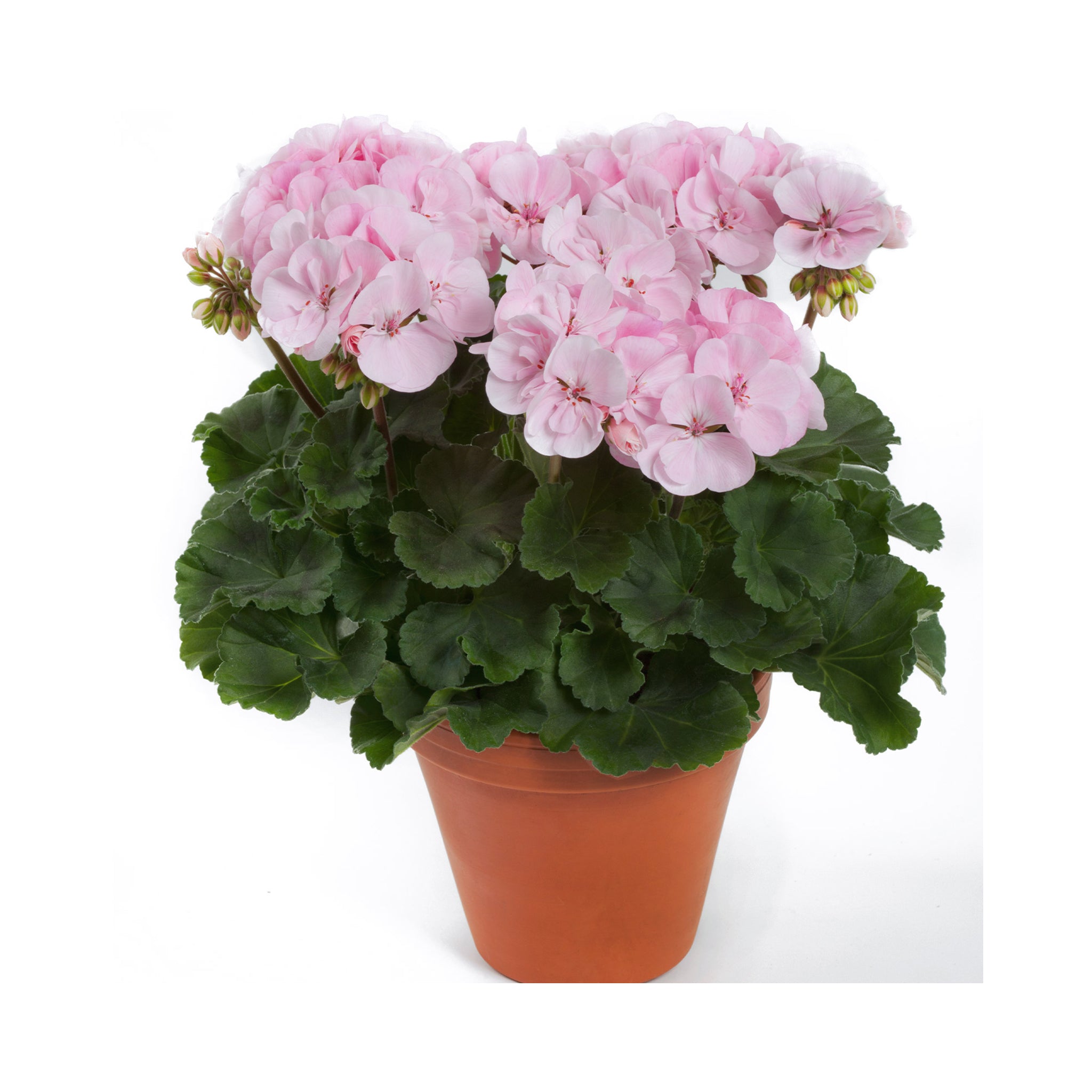Upright Geranium Alma