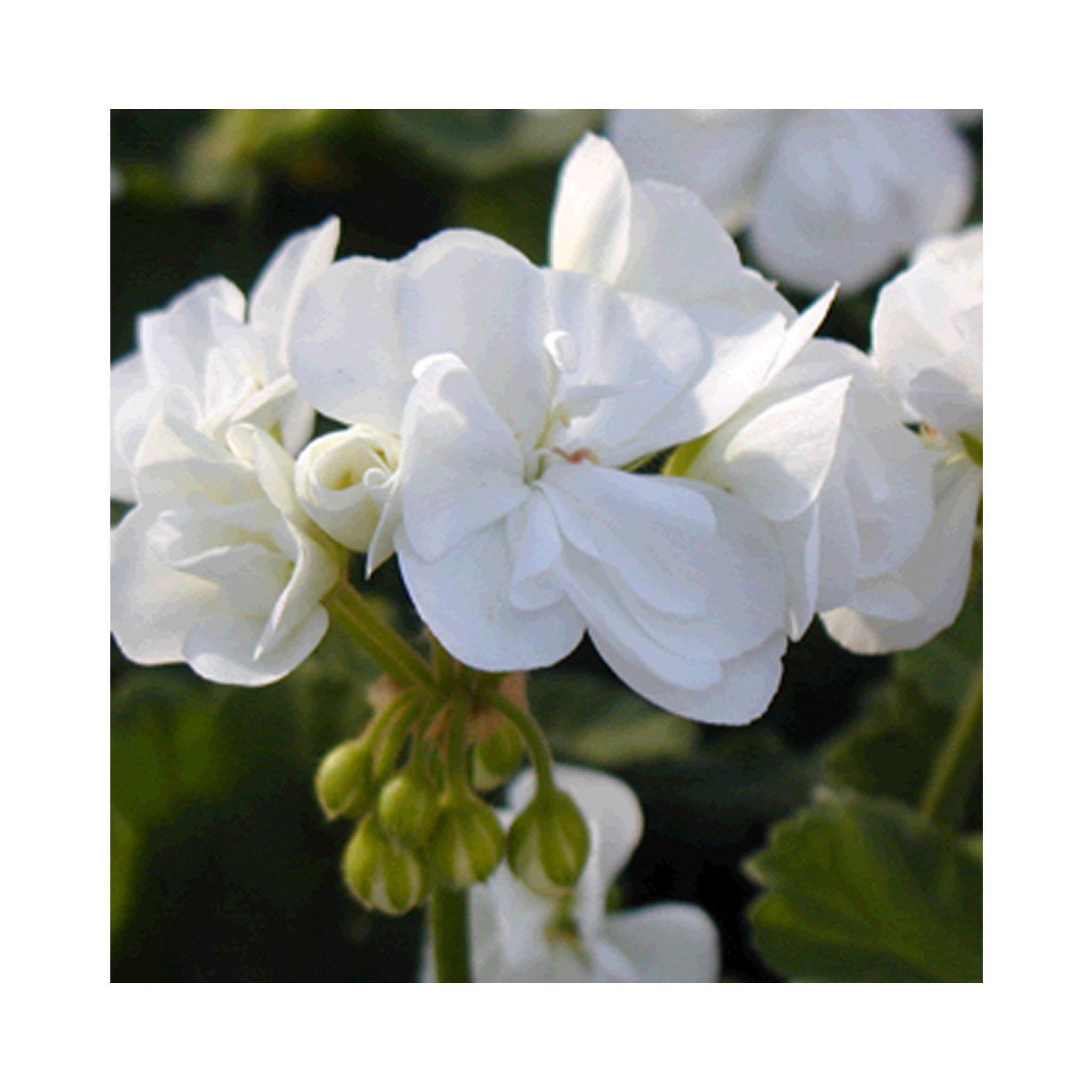 Pelargonium (Upright, Zonal Geranium) plug plants 10 mixed plants. Amazing value, well rooted.