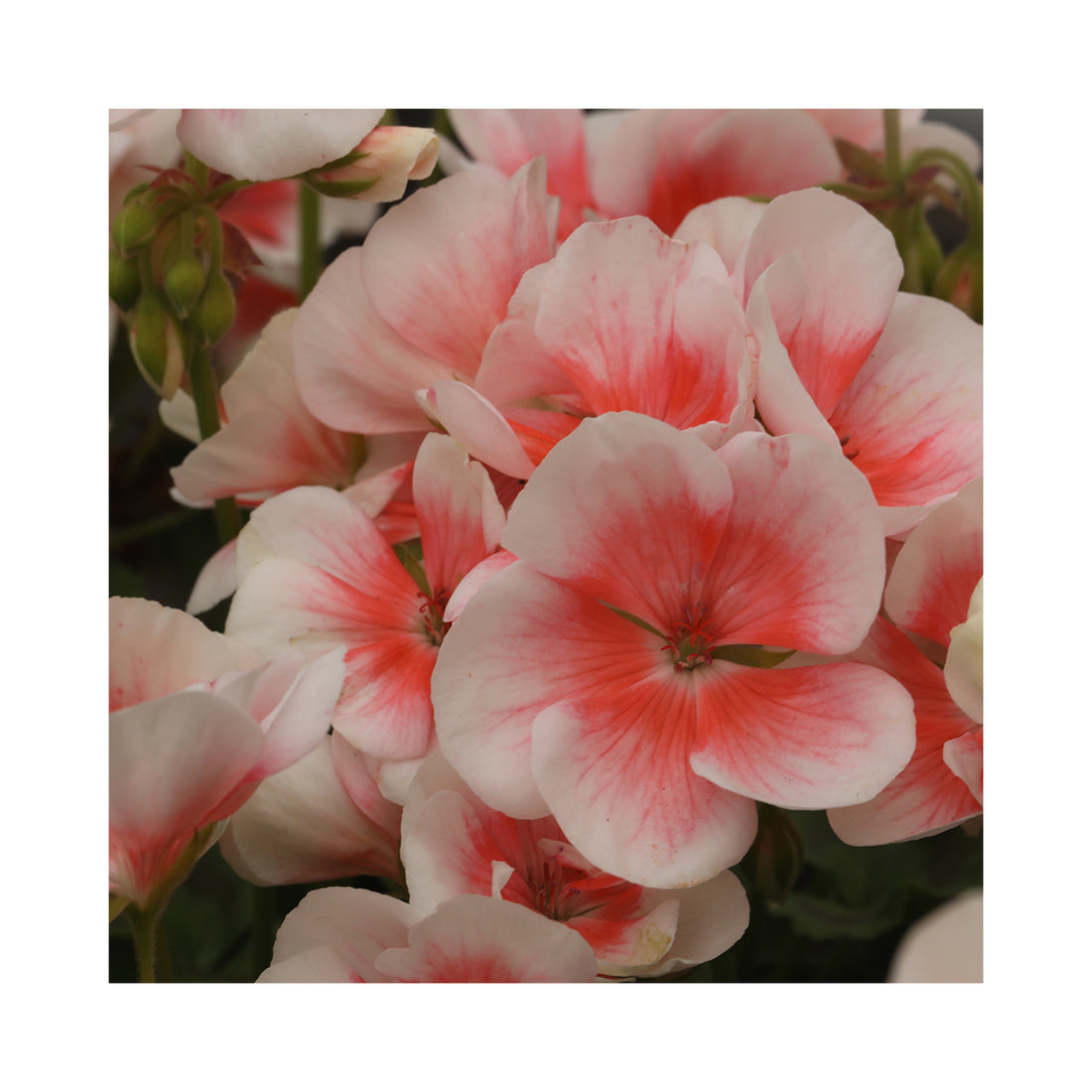 Upright Geranium Salmon Queen