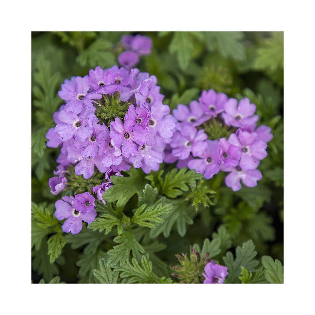 Verbena Vera Lavender