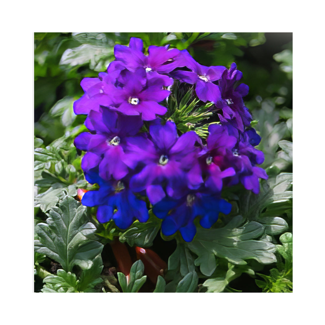Verbena Vera Deep Blue