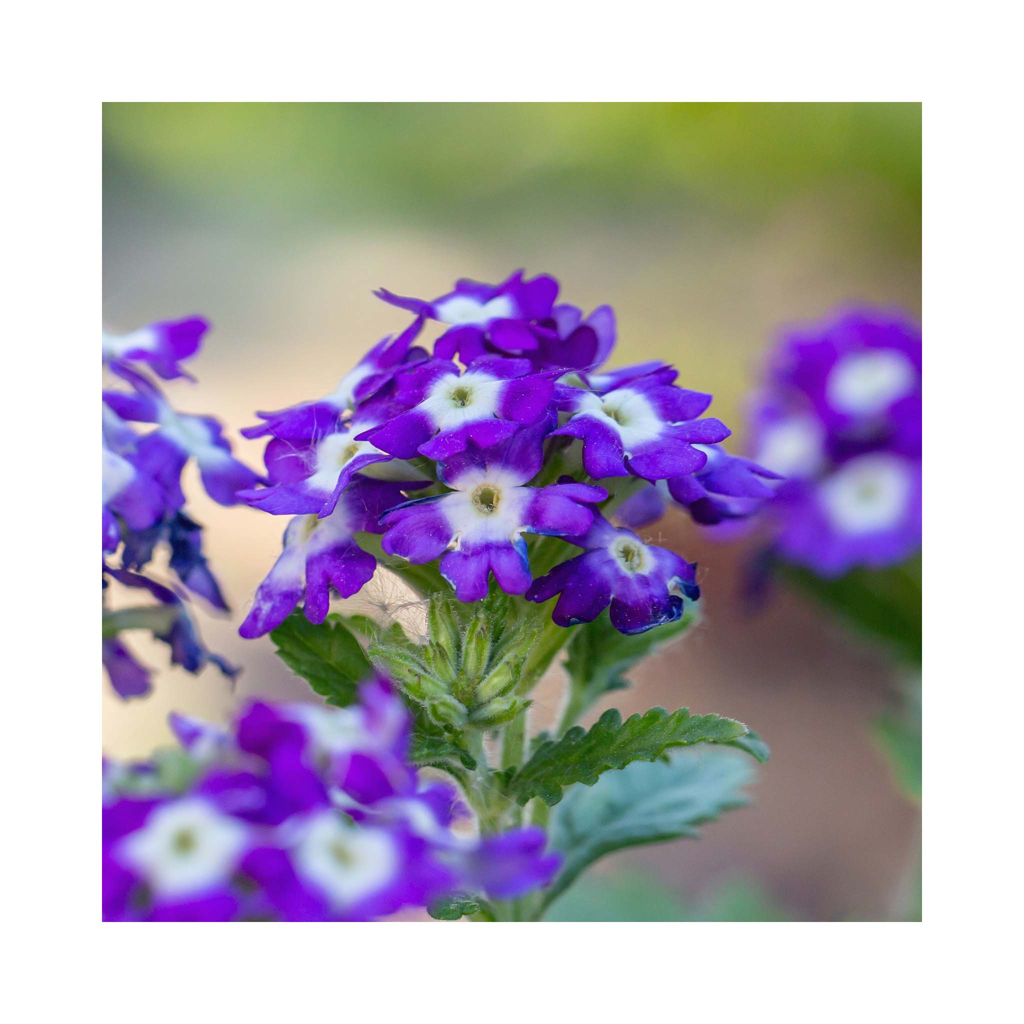 Verbena Estrella Imperial Blue