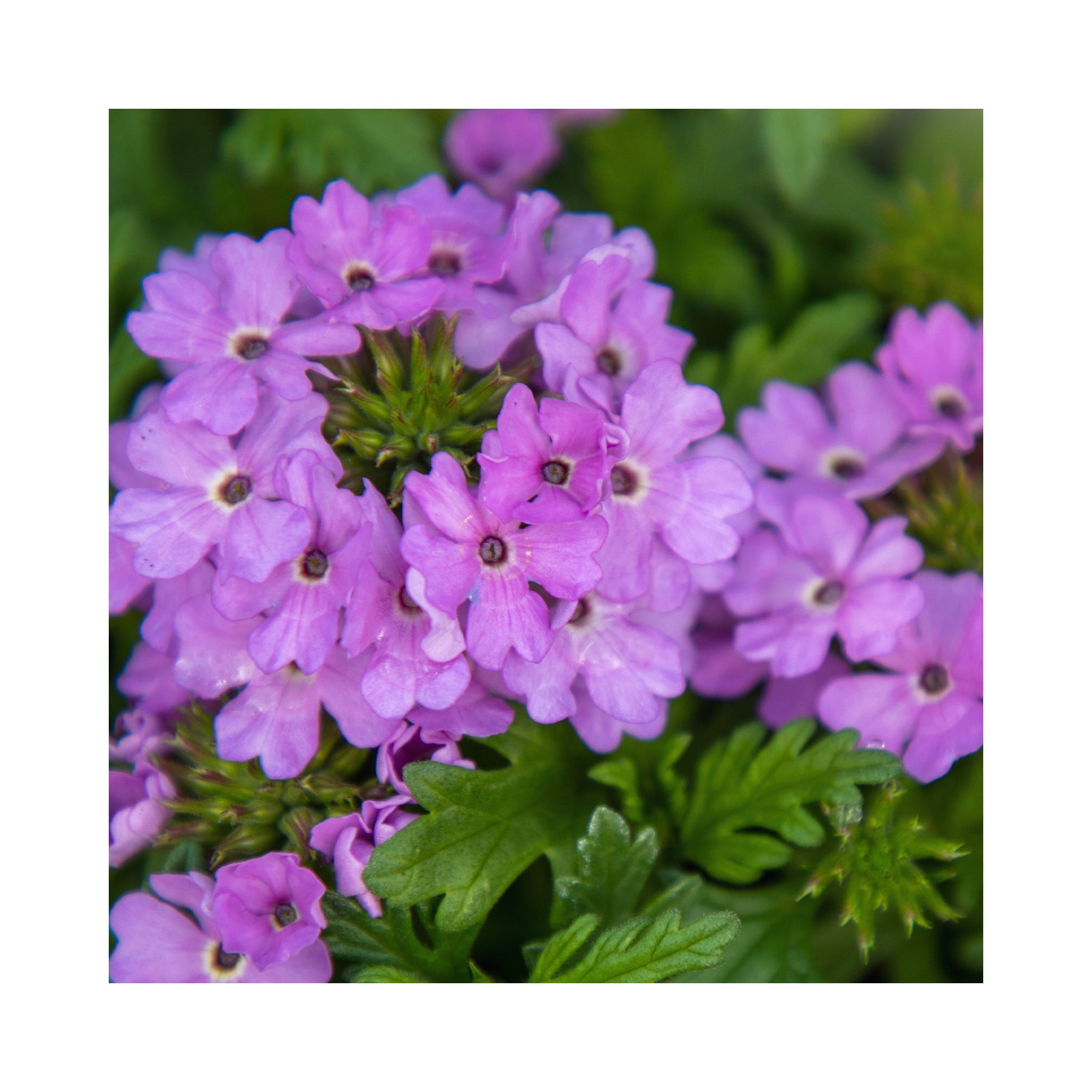 Verbena Starter Plant Collection 6 plants