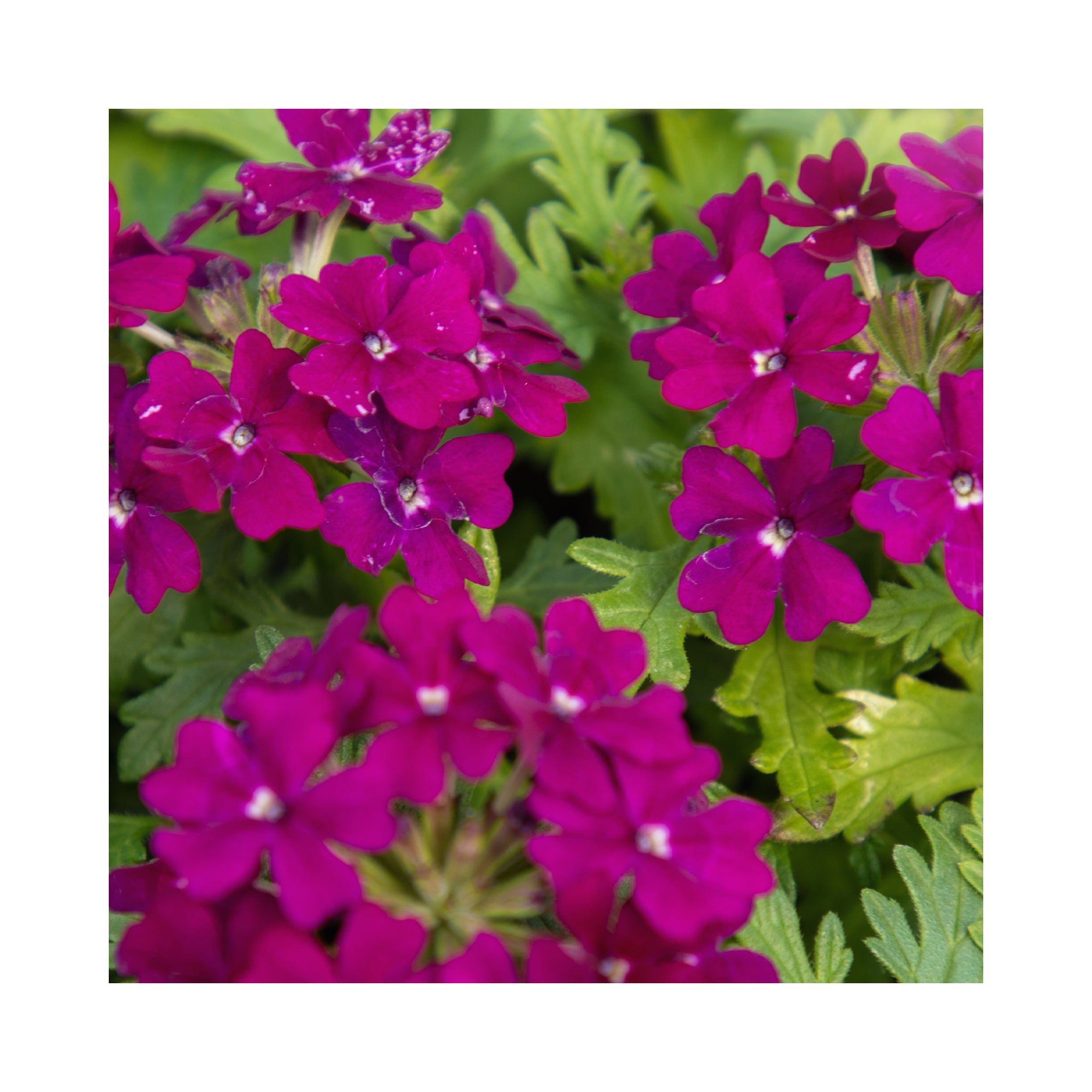 Verbena Starter Plant Collection 6 plants