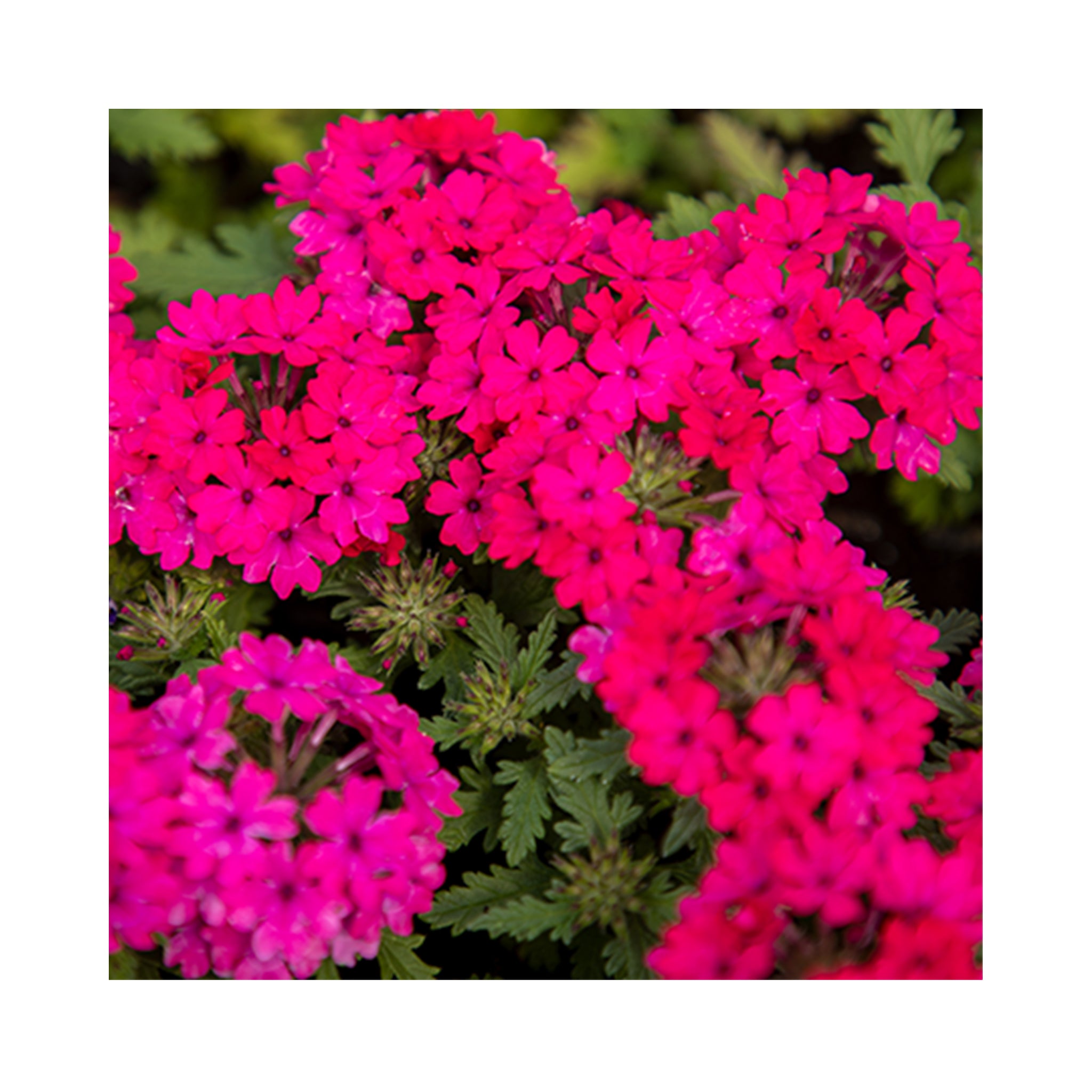 Verbena Starter Plant Collection 6 plants