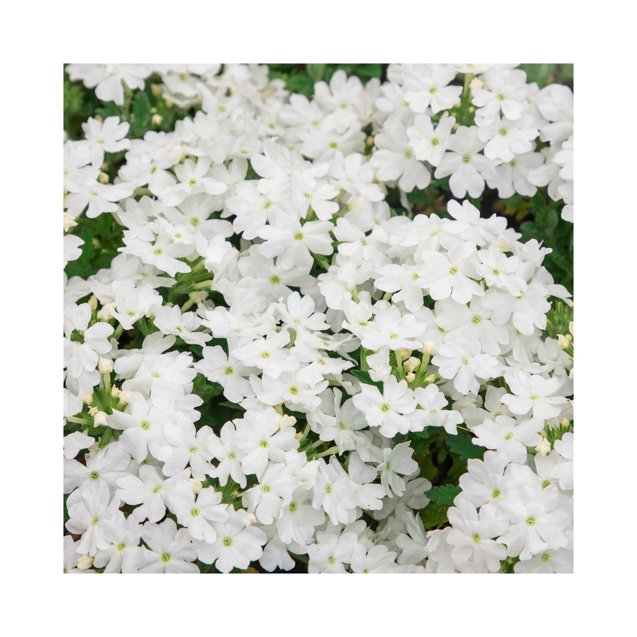 Verbena Vera White