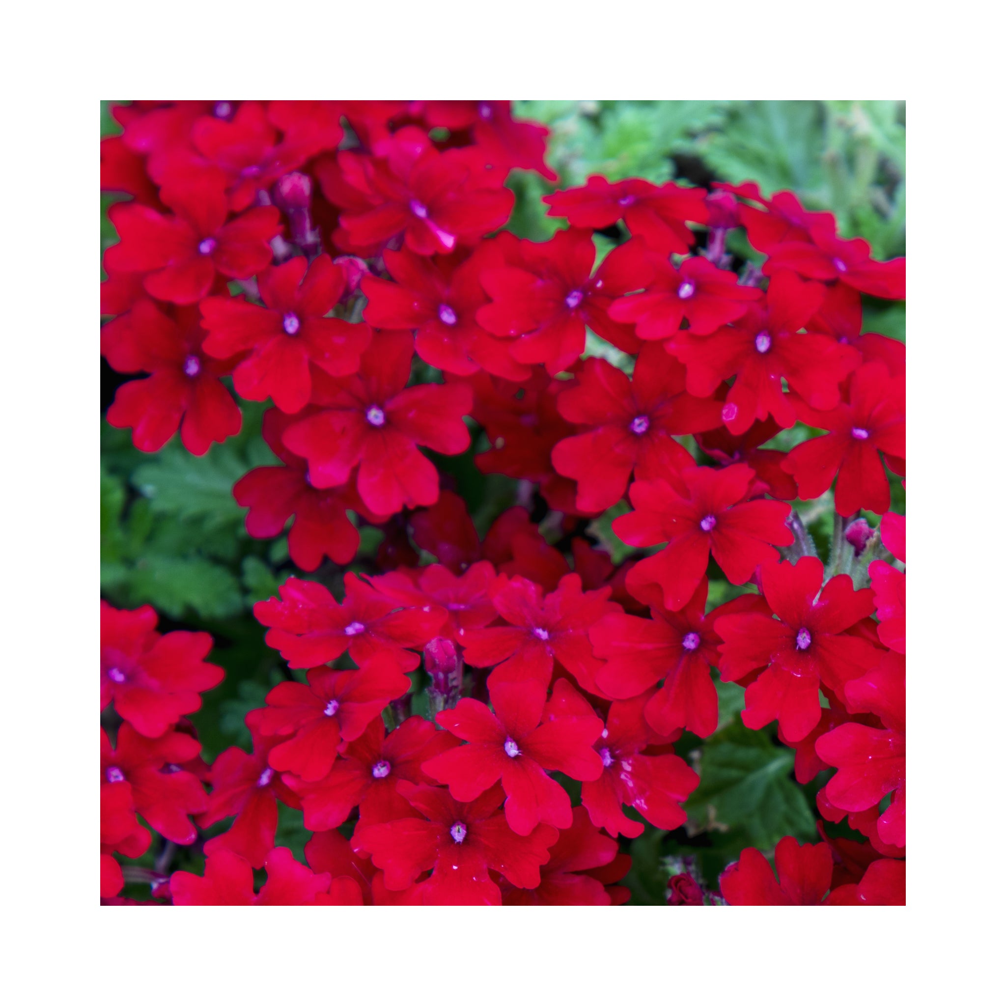 Verbena Estrella Red