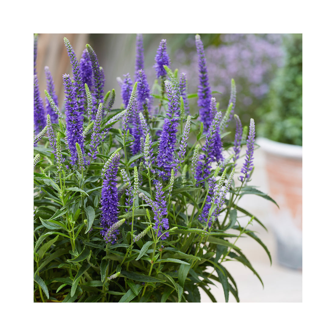 Veronica Moody Blues Dark Blue