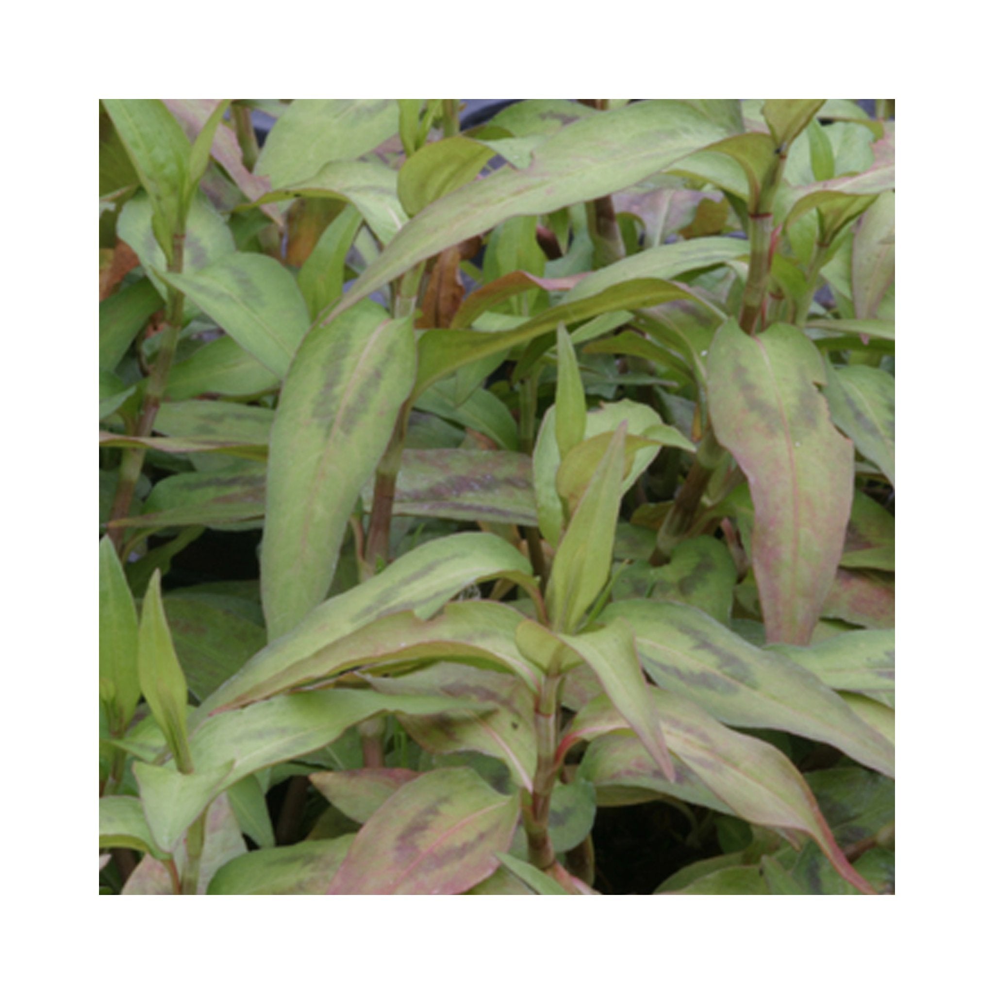 Vietnamese Coriander Herb Plant