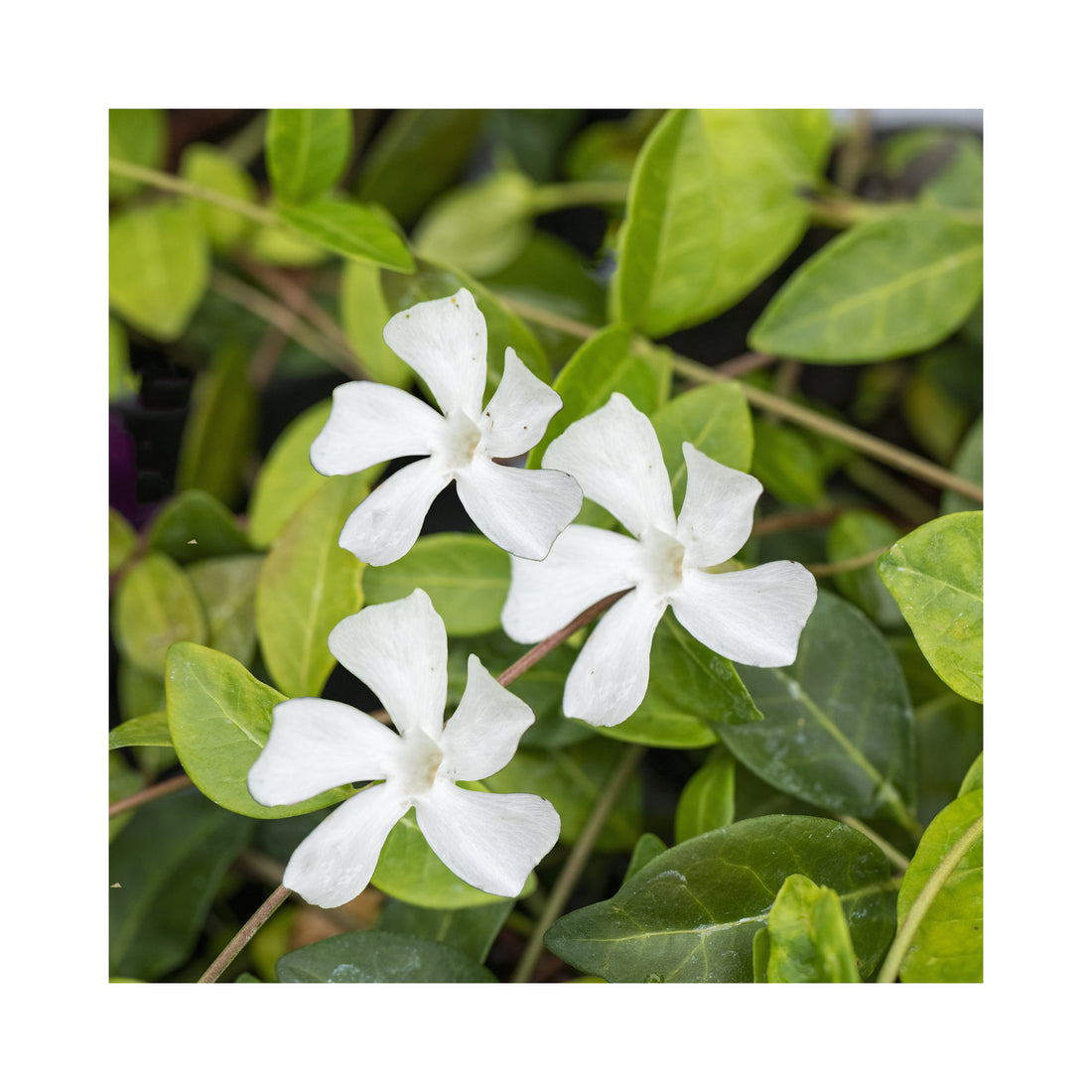 Vinca Minor Alba