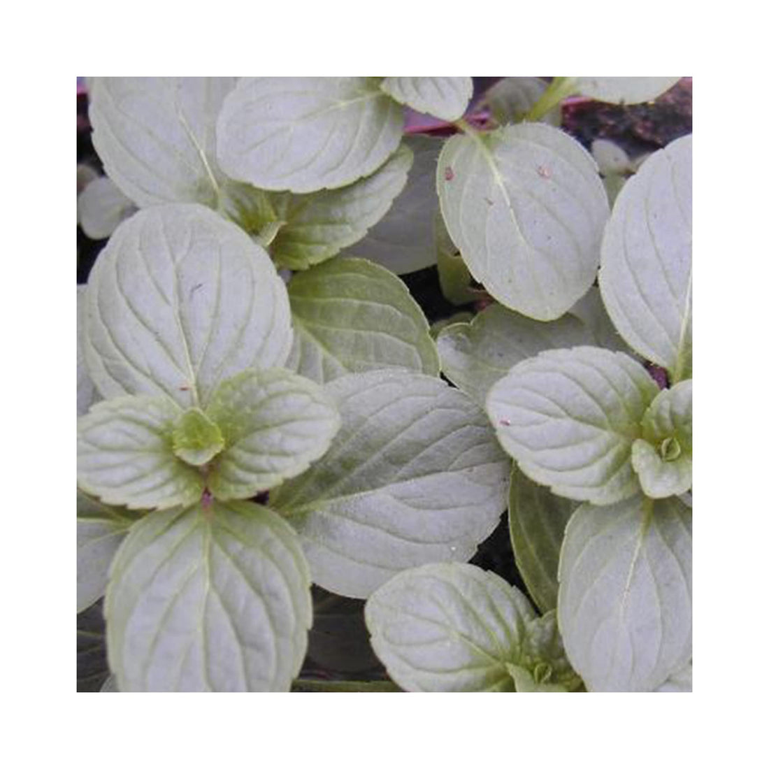 mid green leaves of white peppermint plant