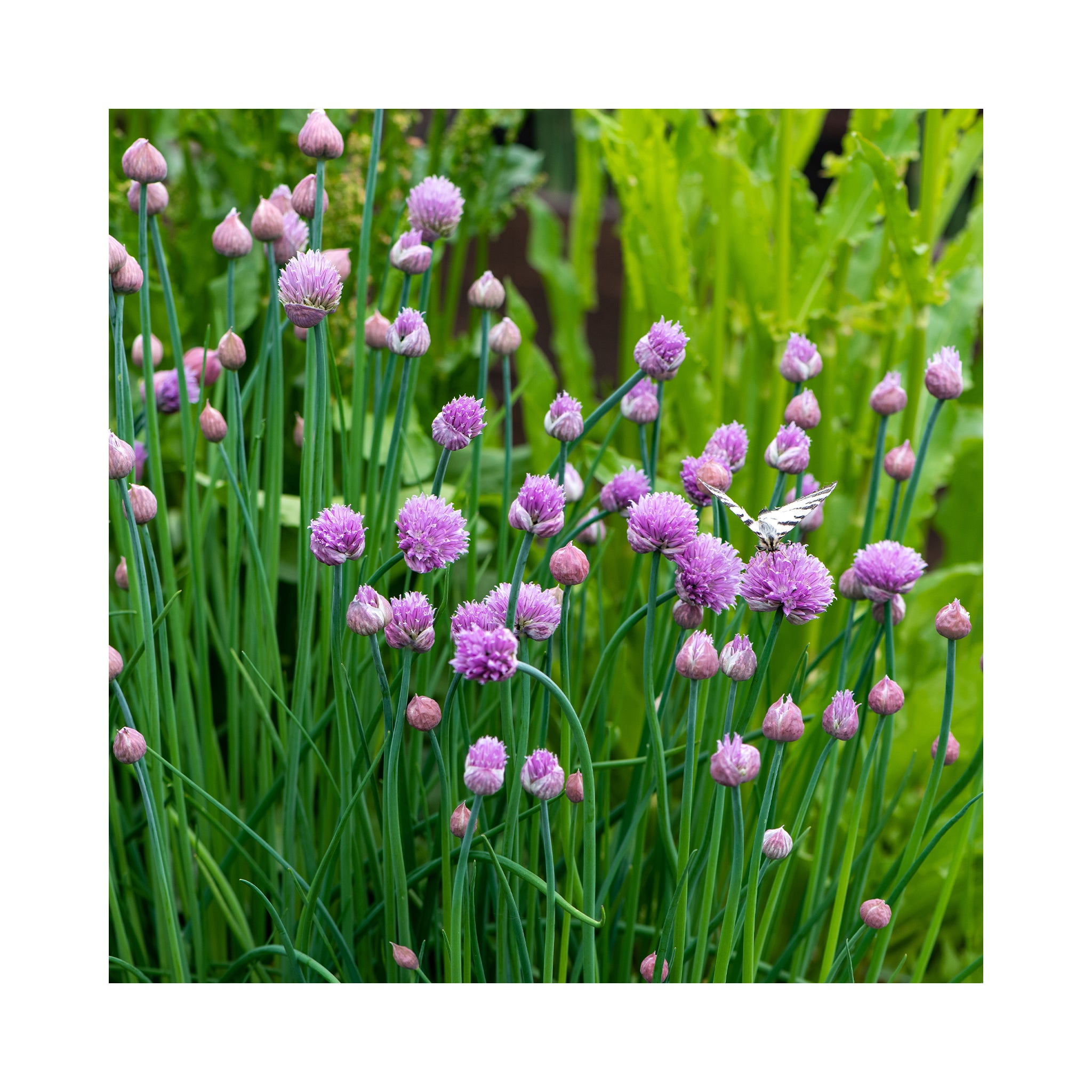 Allium &