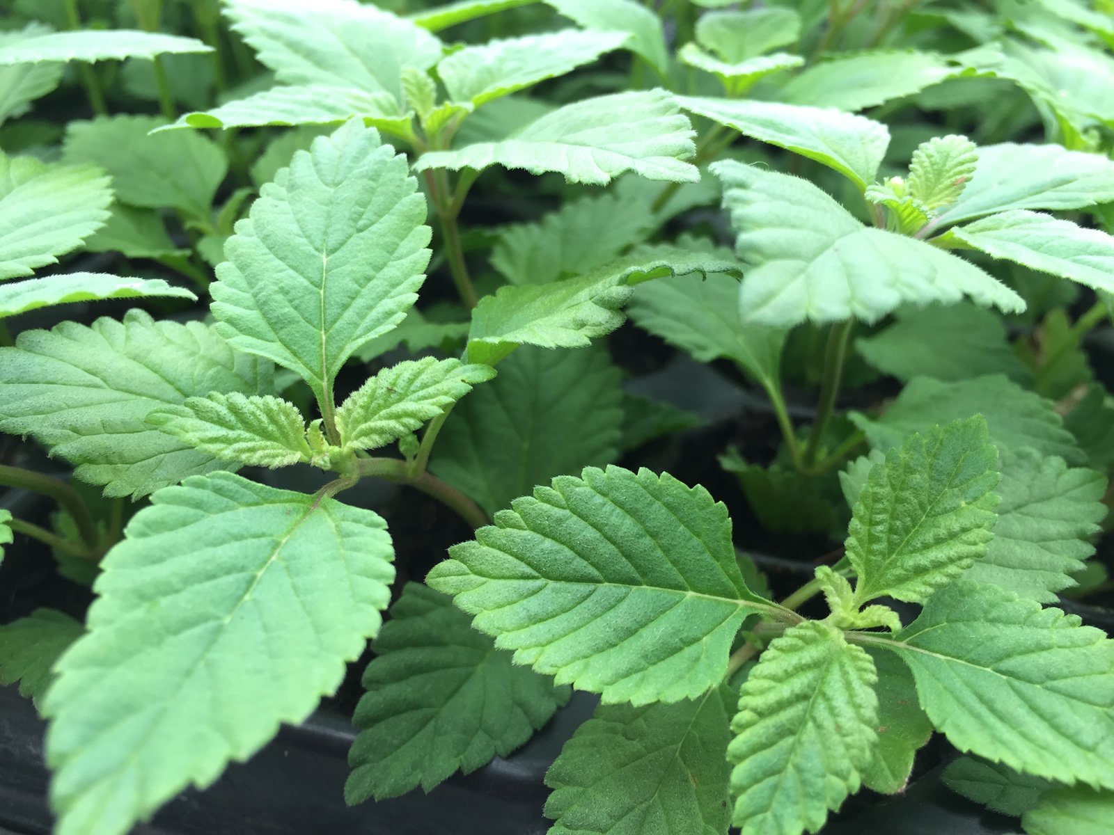 Aztec Sweet Herb Herb Plant