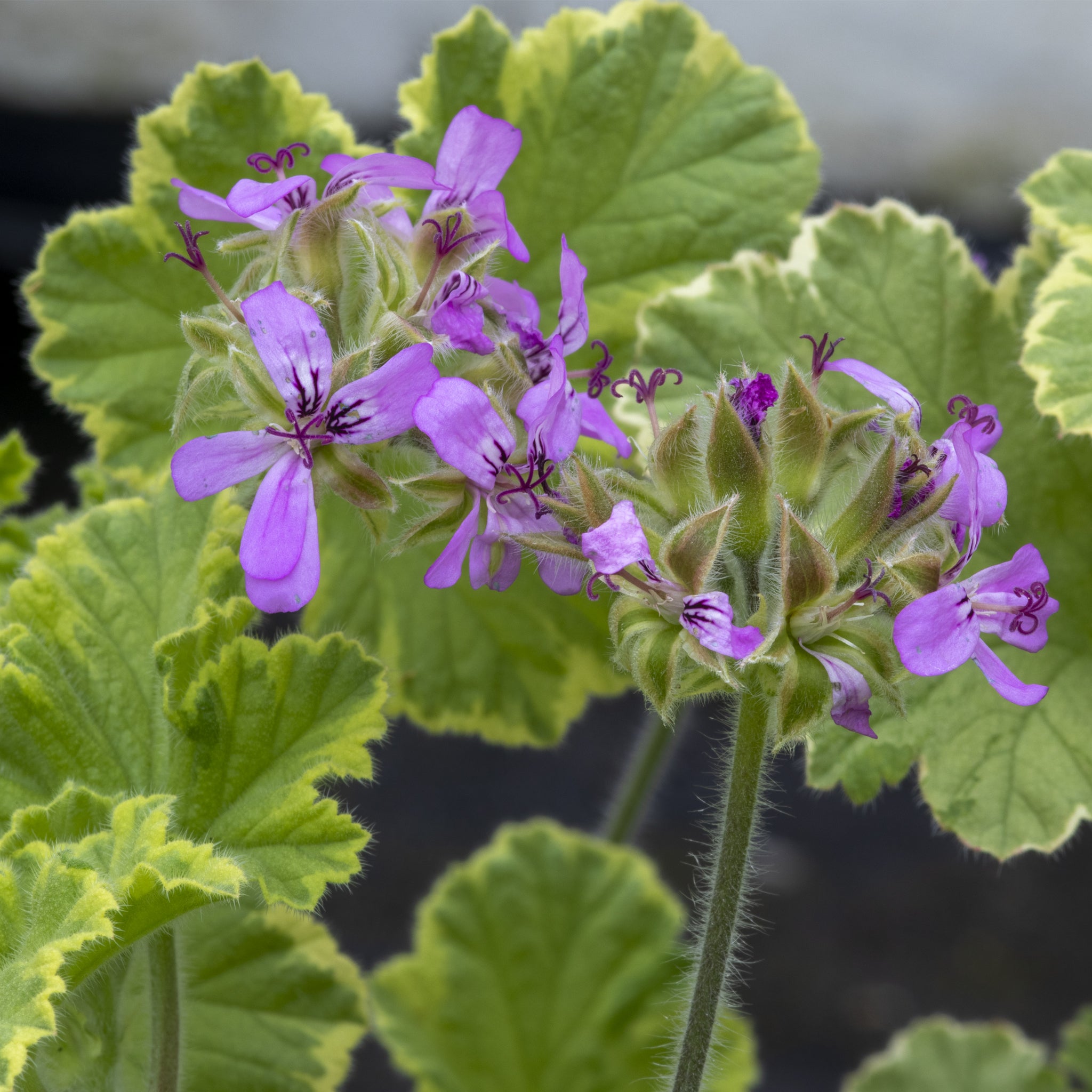 Scented Geranium Atomic Snowflake