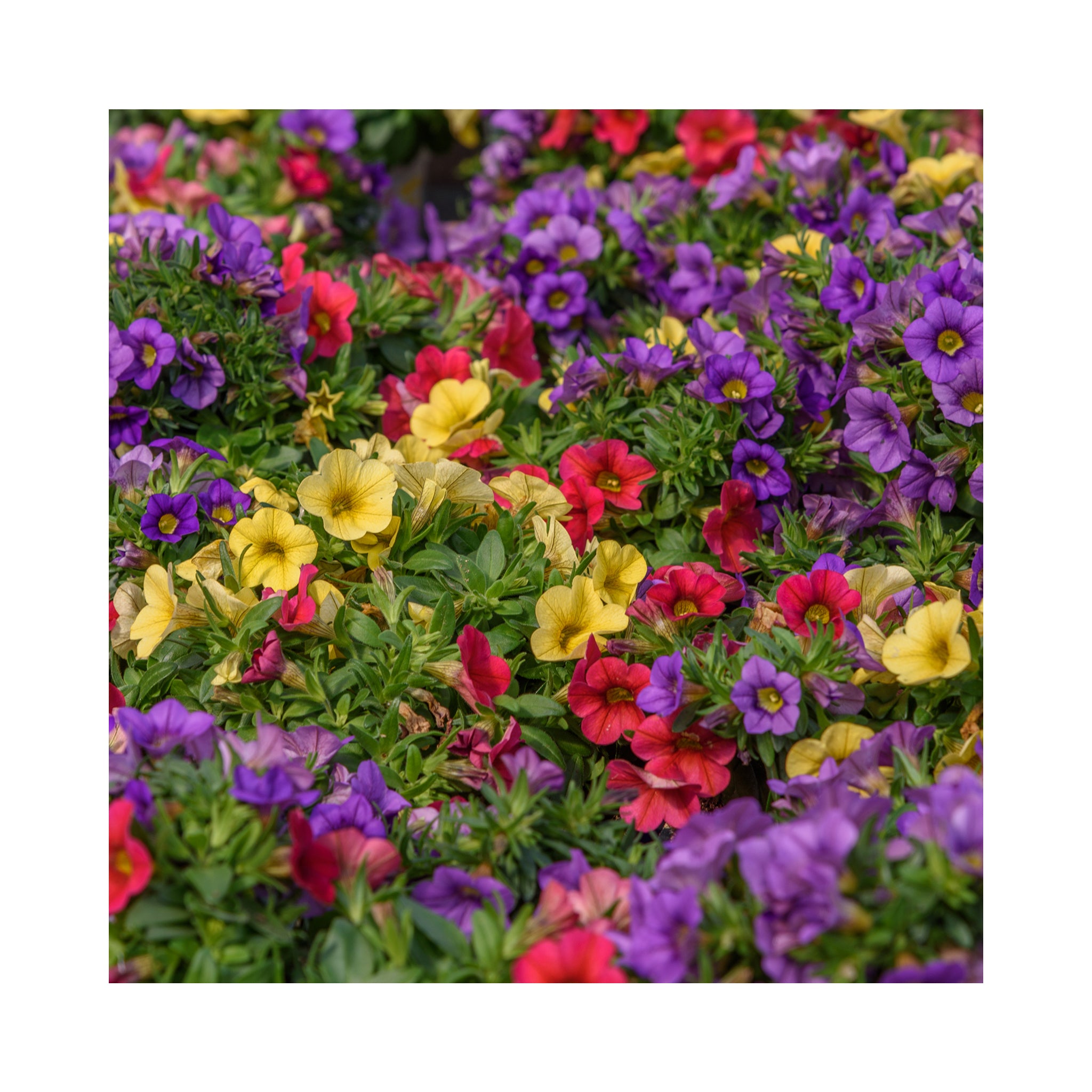 10 Mixed Calibrachoa Starter Plants Summer Collection