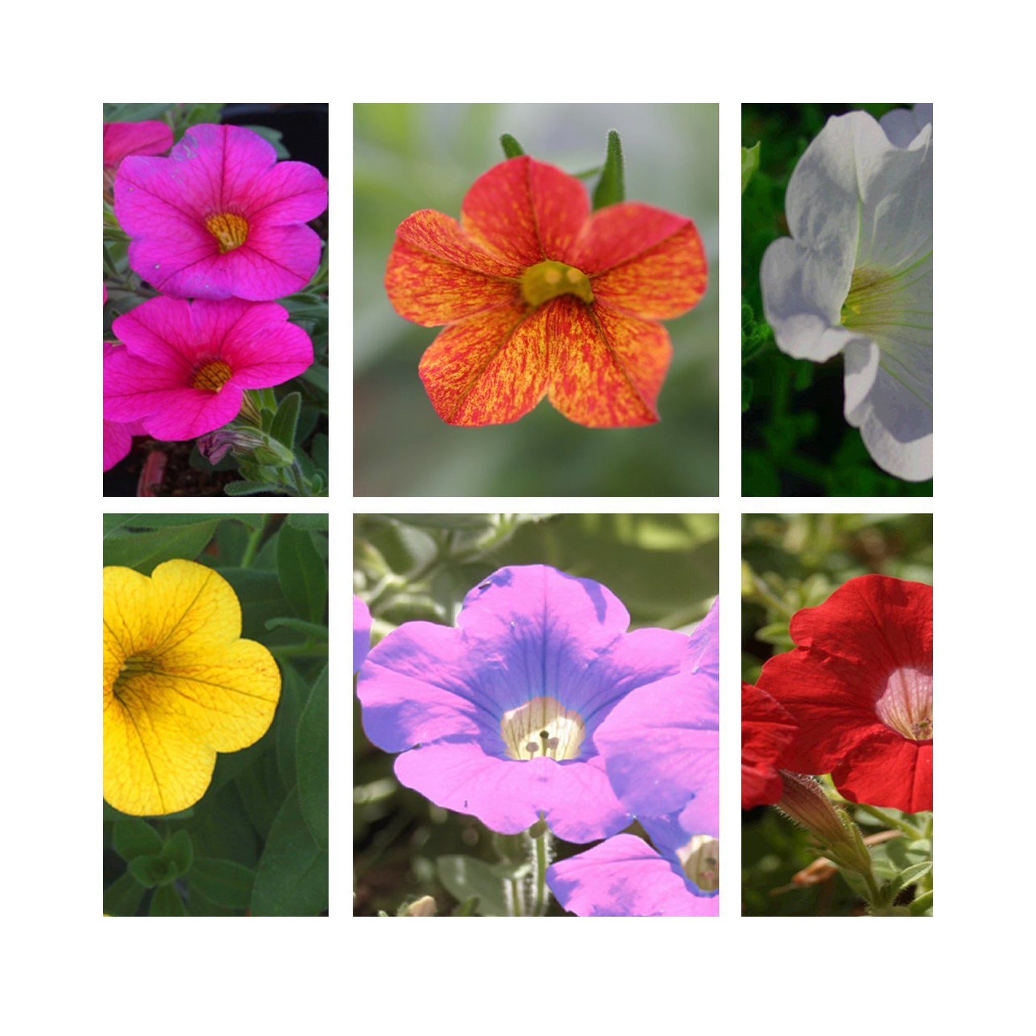 10 Mixed Calibrachoa Starter Plants Summer Collection