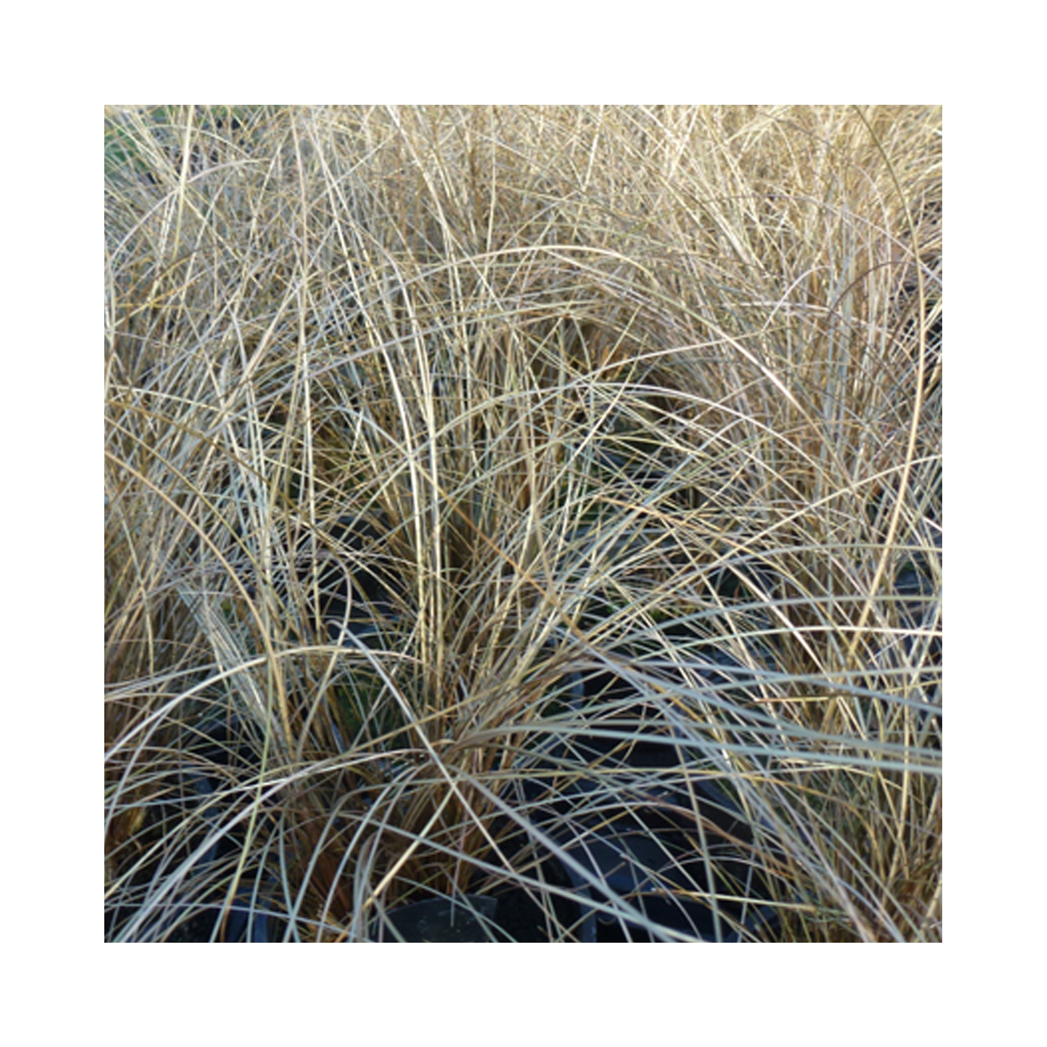 Carex buchananii