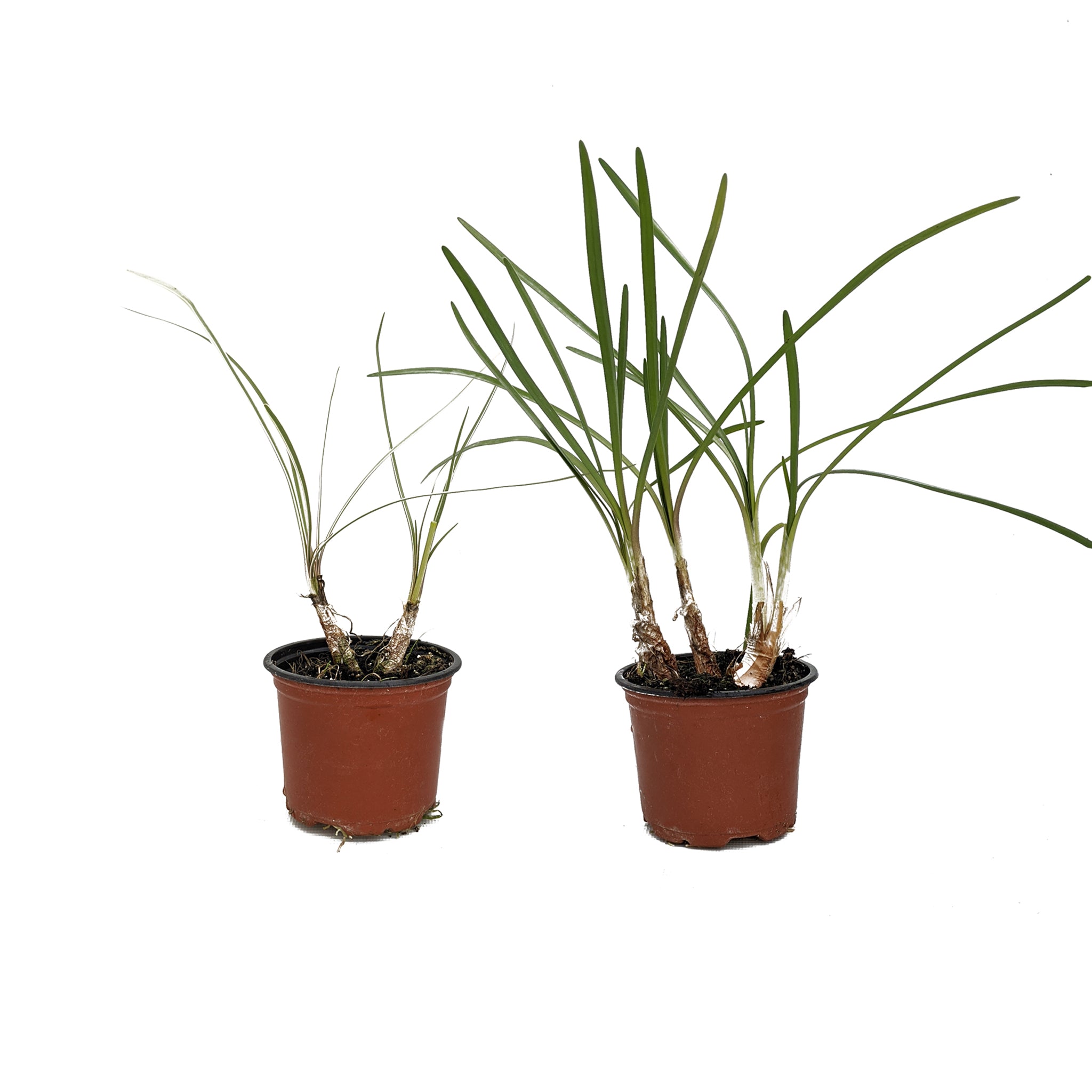 Double Pack Society Garlic "Green" and "Silver Lace" 2 x 9cm potted plants