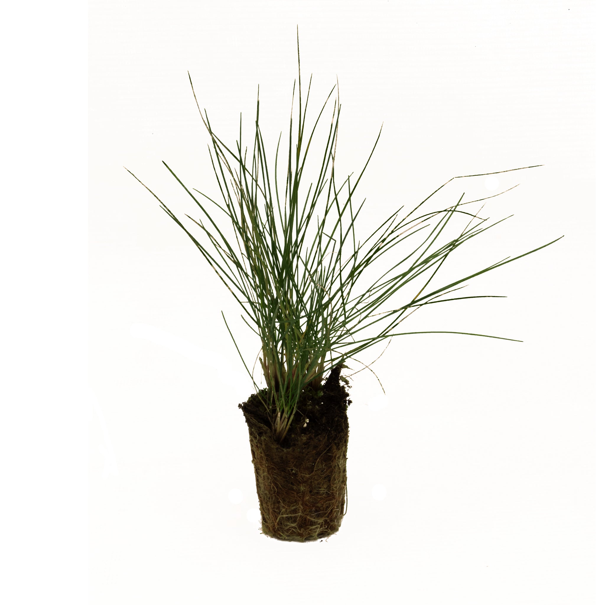 festuca glauca plug plant
