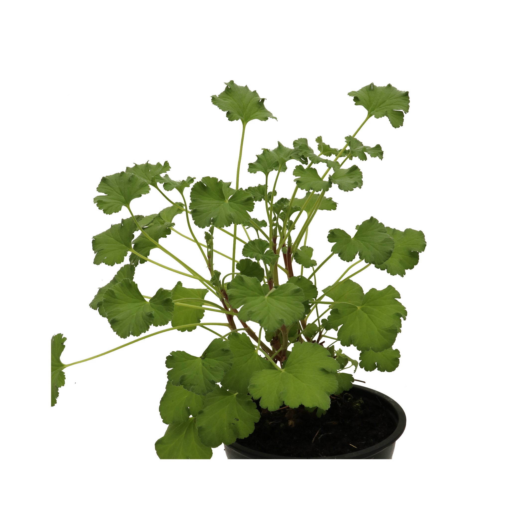 Scented Geranium Fragrans