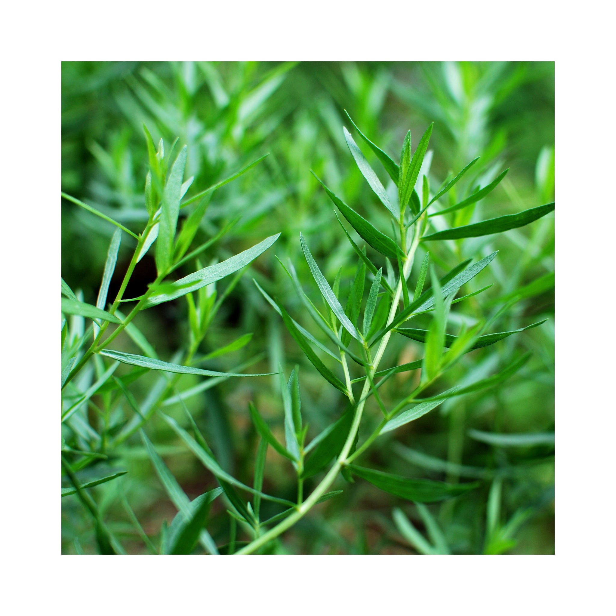 Tarragon French