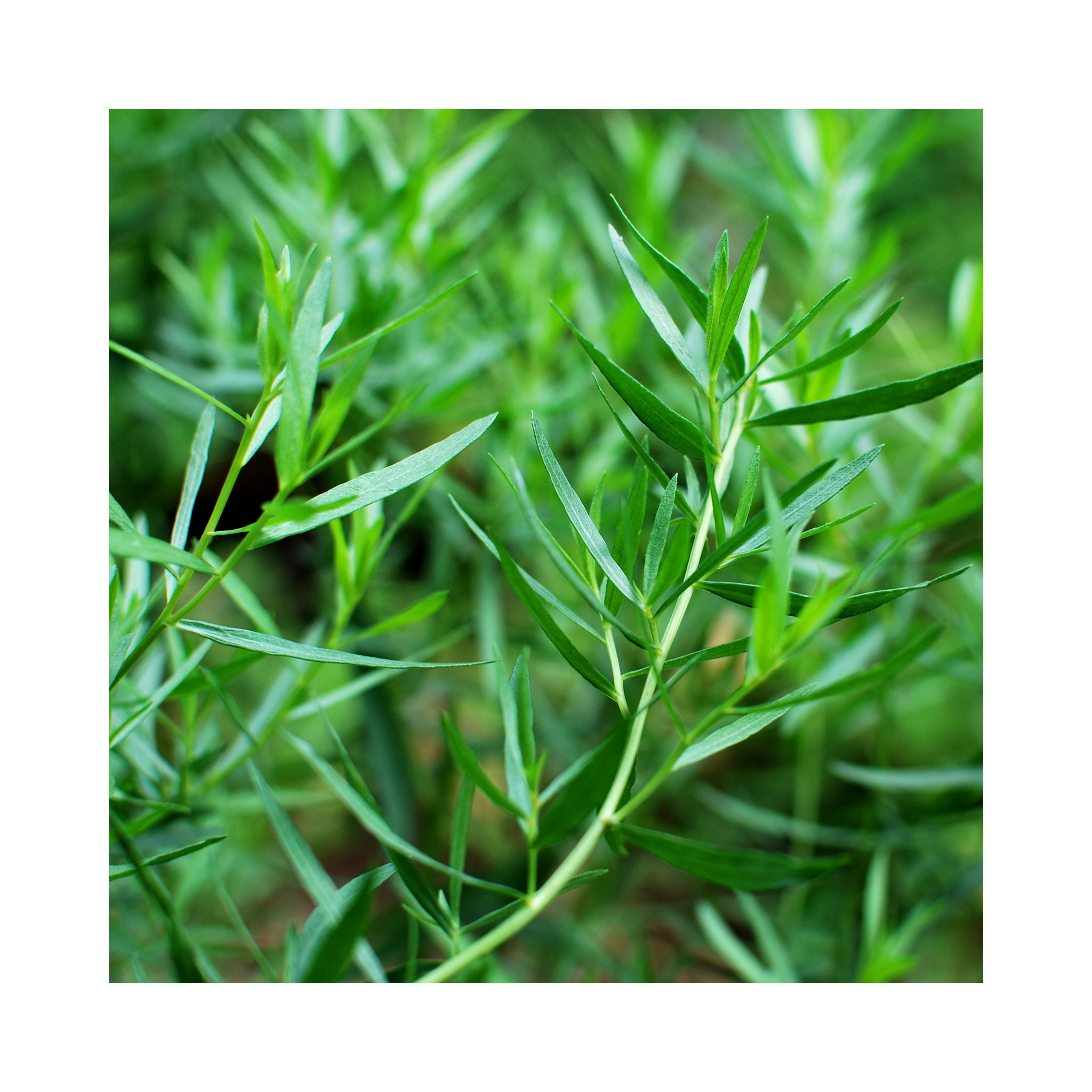 6 pack of potted Mixed Herb Assorted plants