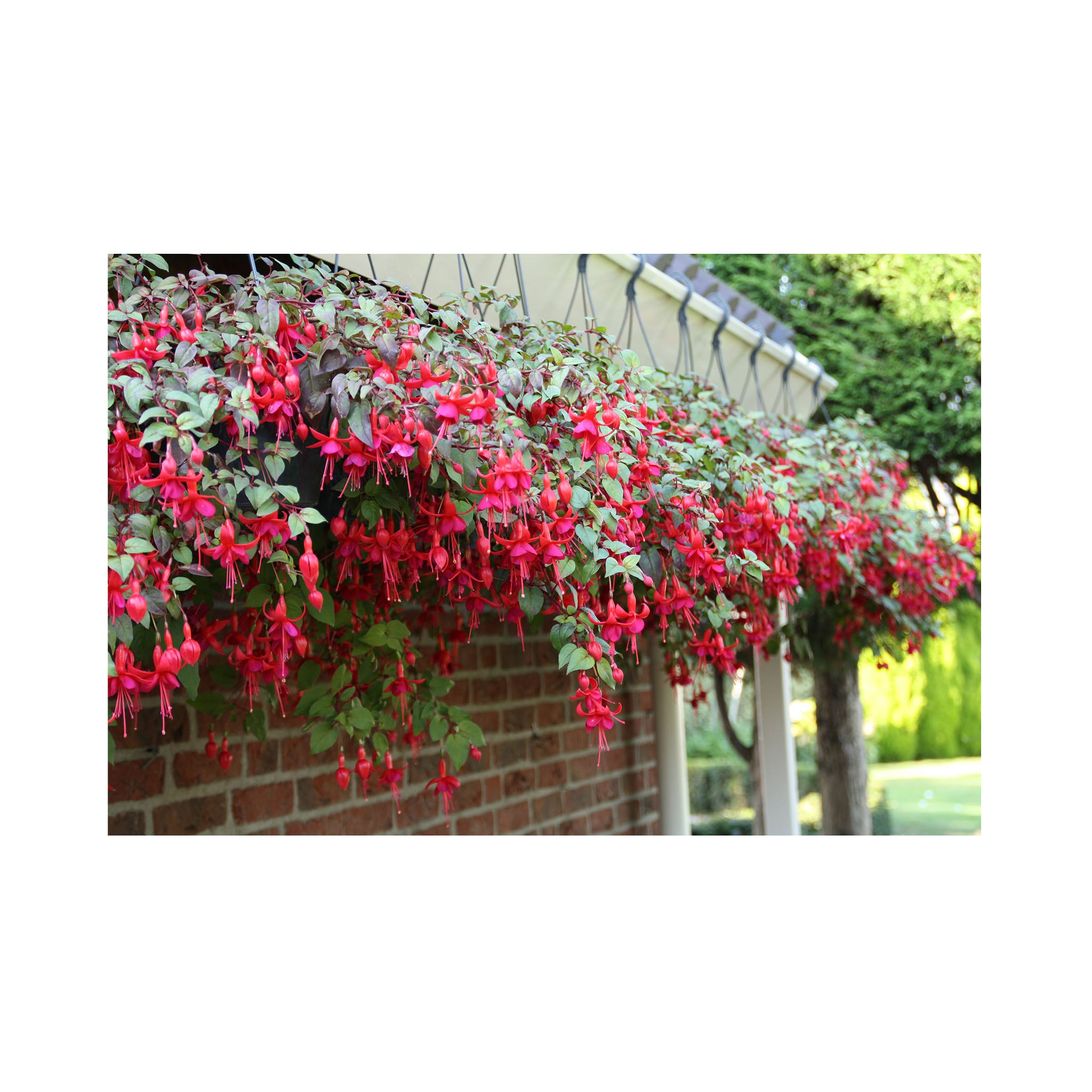 Trailing Fuchsia Marinka