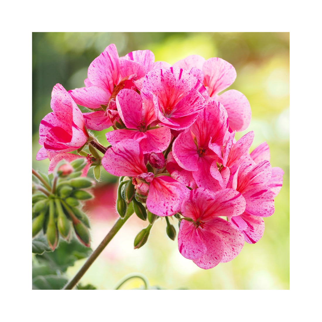 Upright Geranium Mosaic Violet