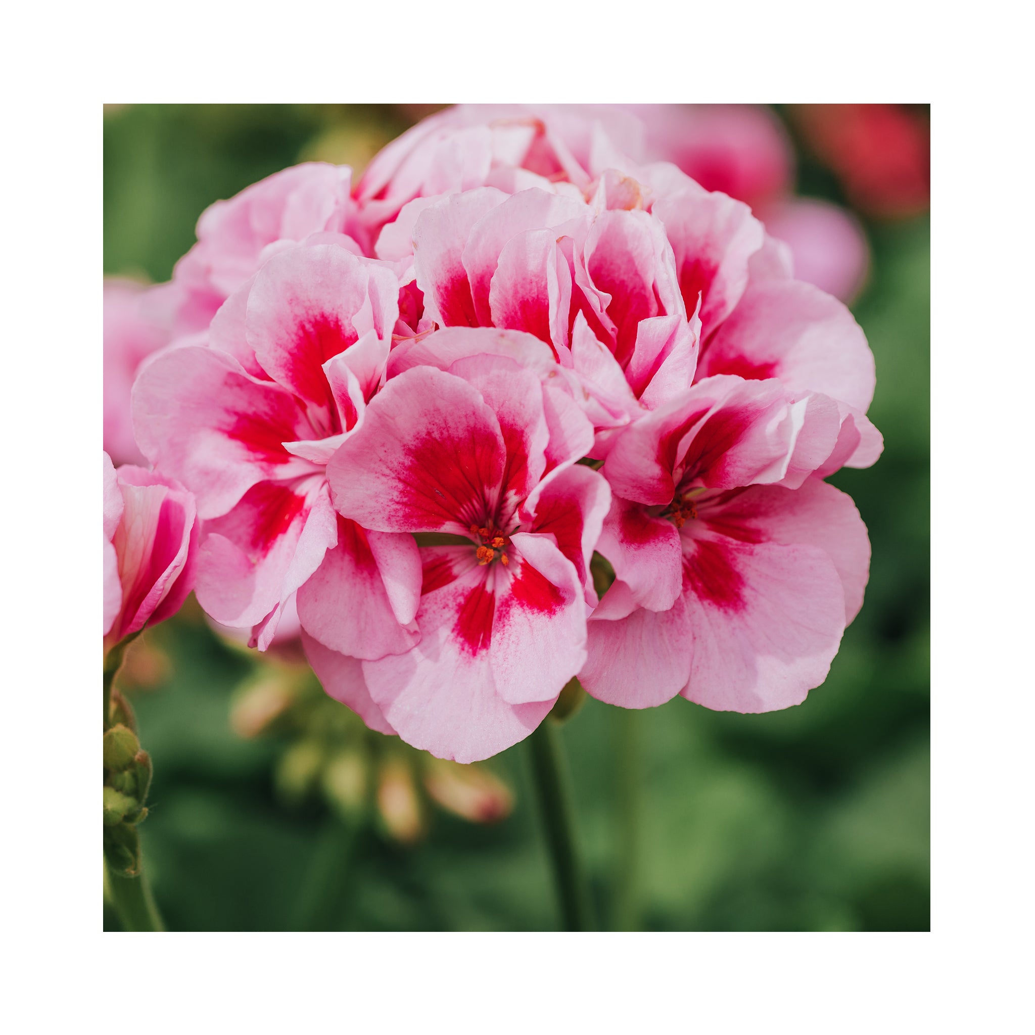 Upright (Zonal) Geranium plug plants 10 mixed plants. Amazing value, well rooted.