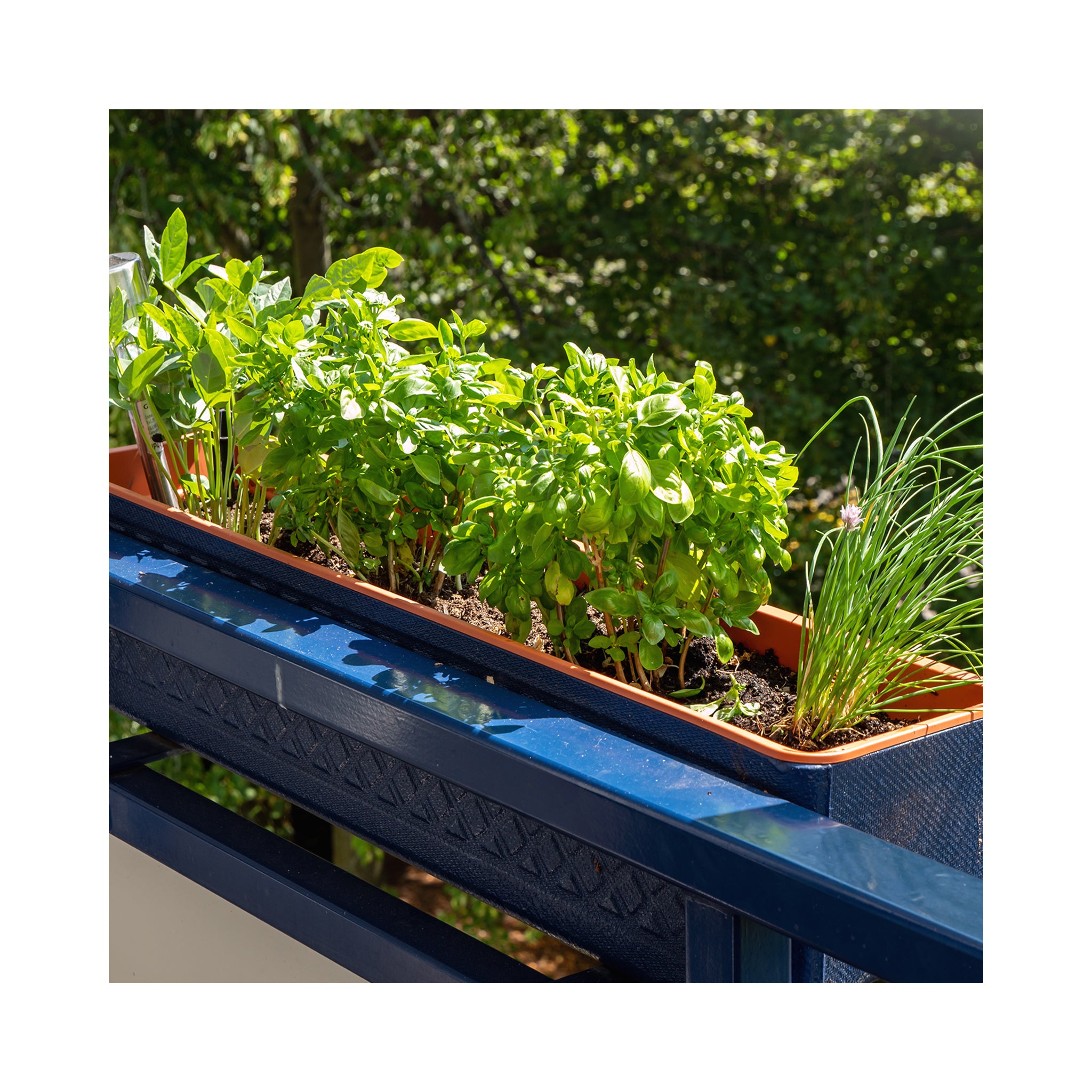 6 pack of potted Mixed Herb Assorted plants. Each Variety Labelled.