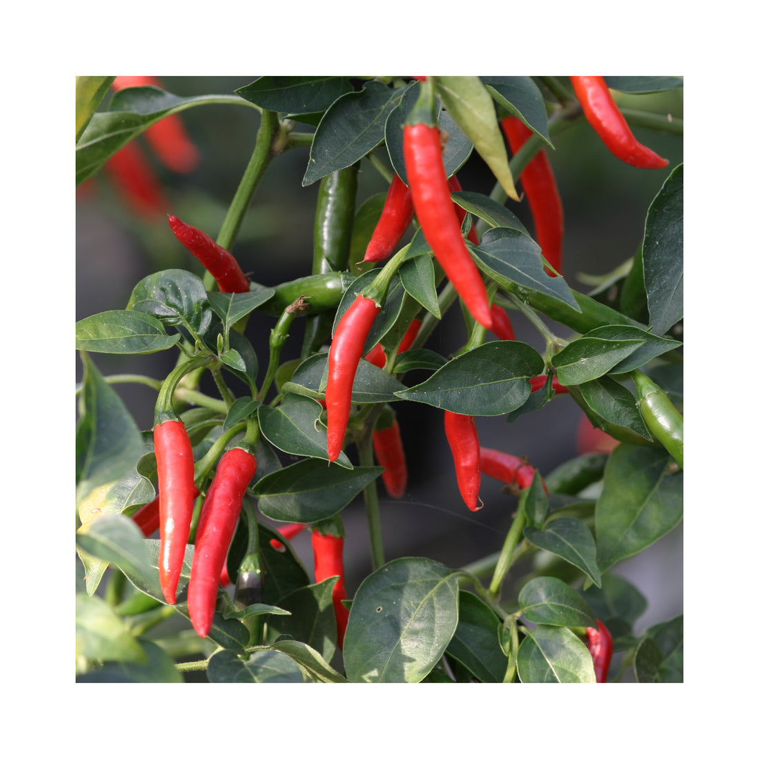 Chilli Super Hot Thai Demon Plant