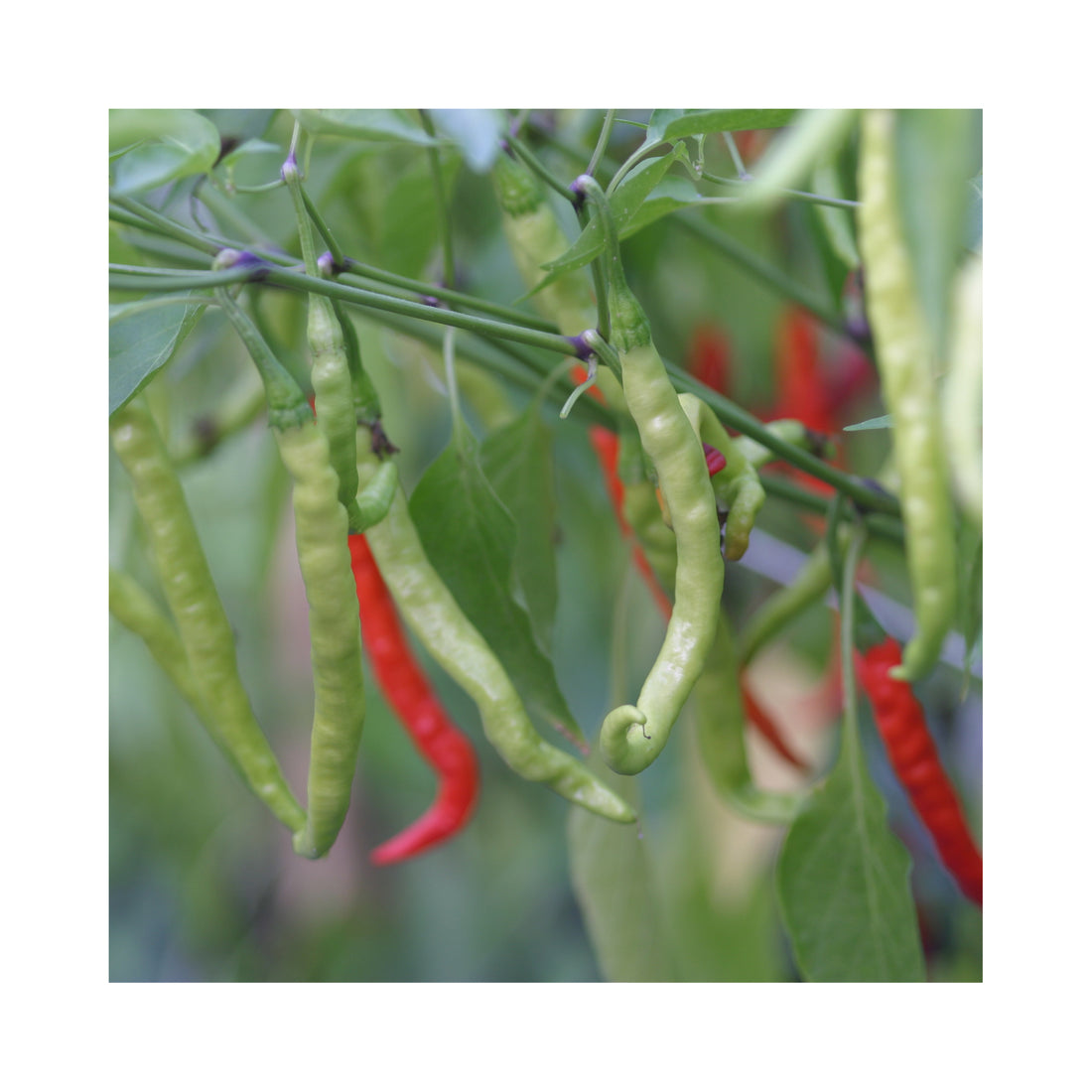 Chilli Pusa Jwala Plant