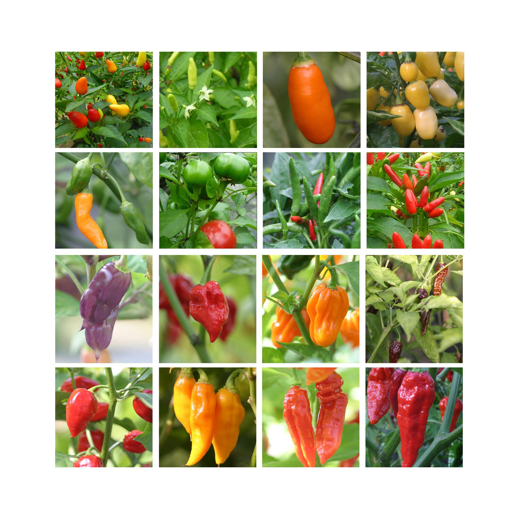 3 Lucky Dip Established Chilli Pepper Plants in 9cm pots.
