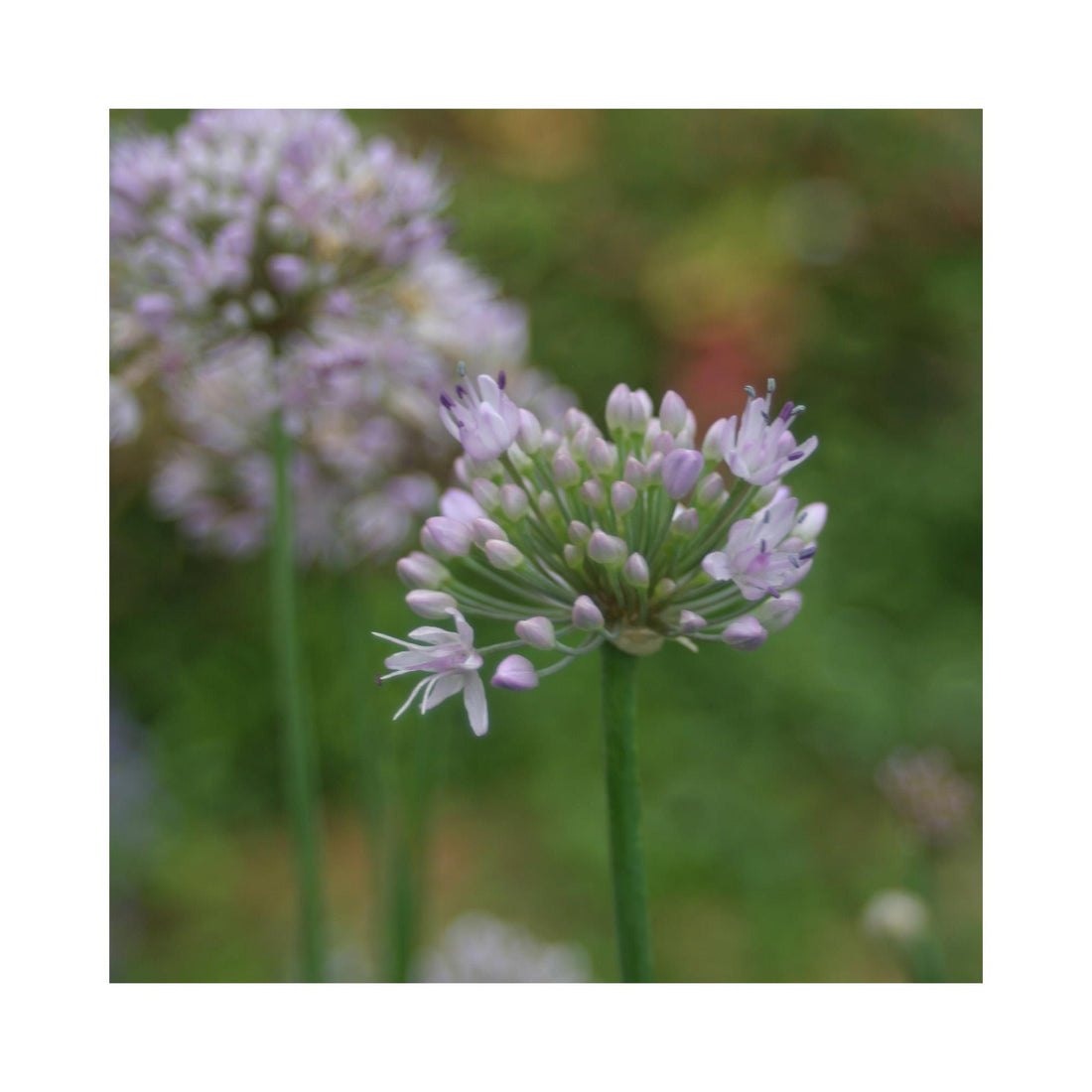 Chive Garlic