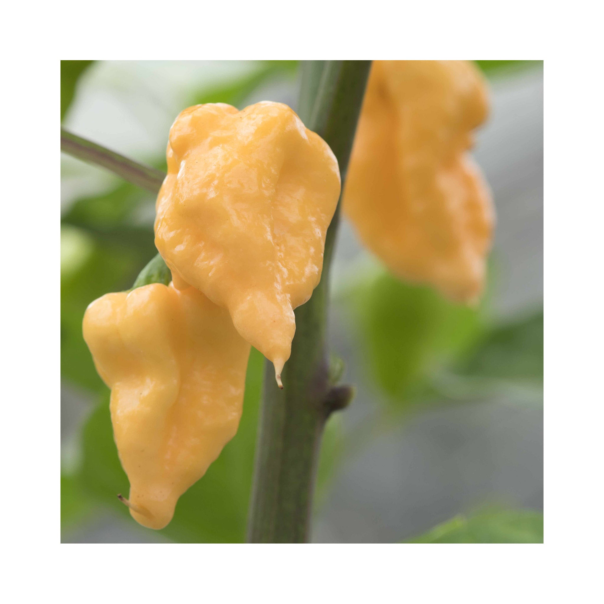 Chilli Carolina Reaper x Peach Plant