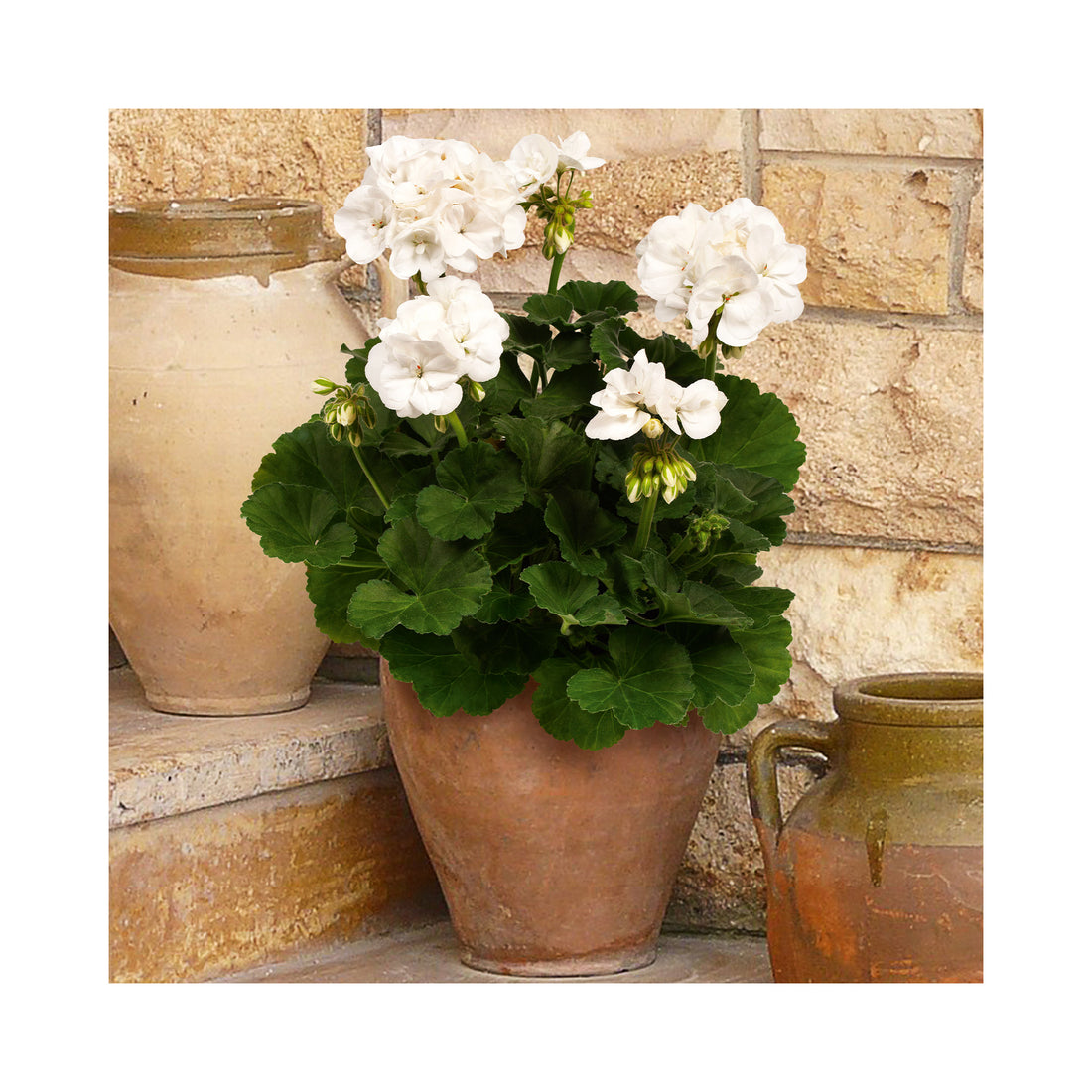 Upright Geranium Clara