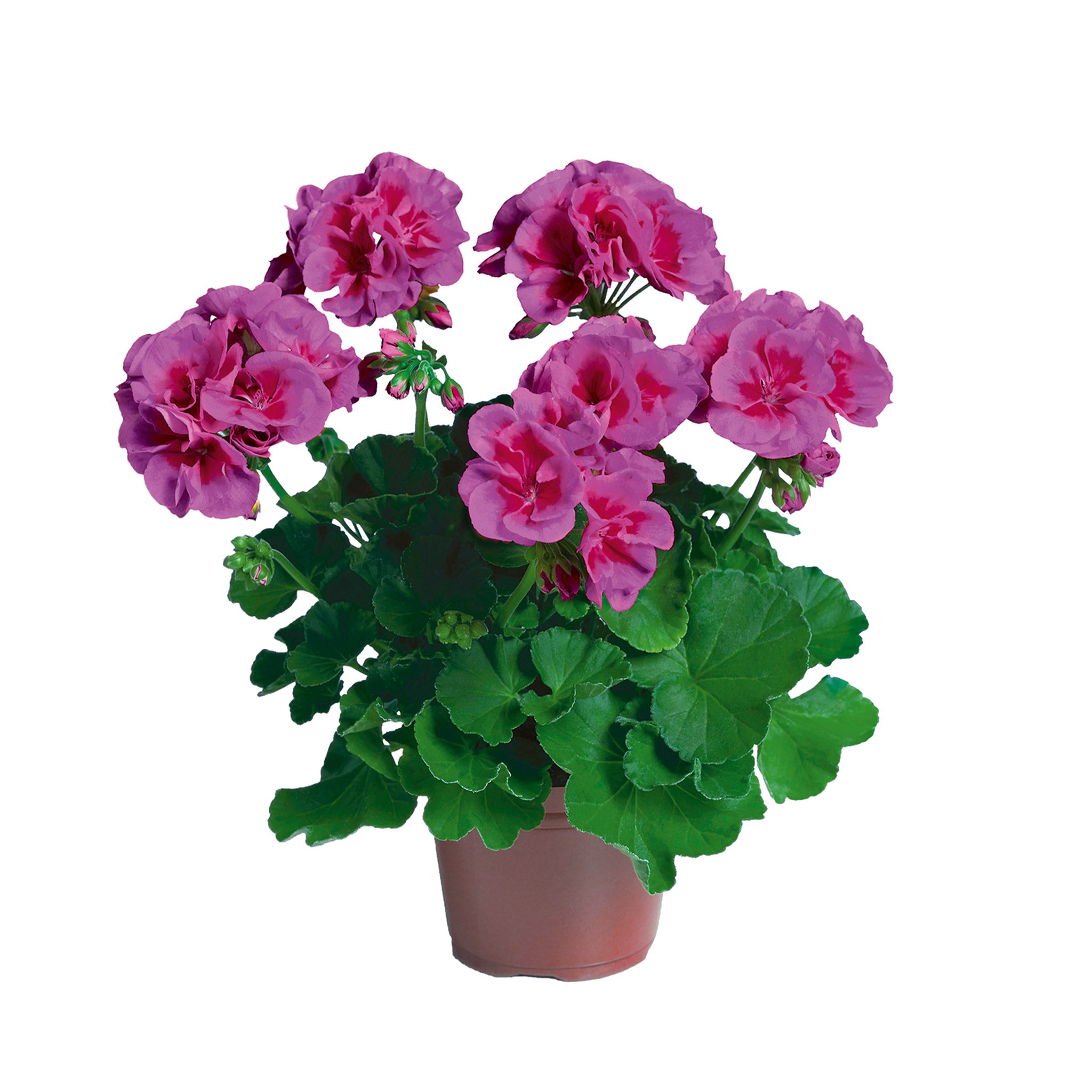 Upright Geranium Flower Fairy Violet