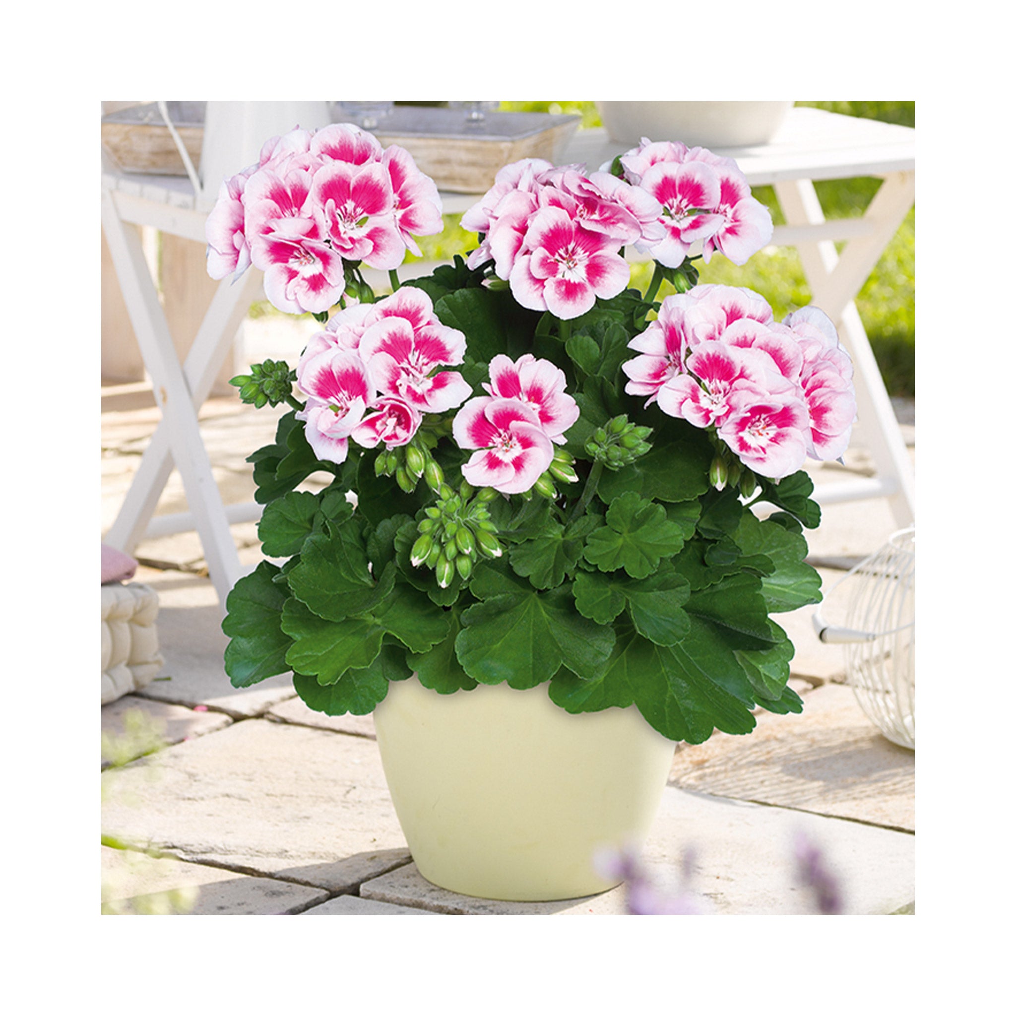 Upright Geranium Flower Fairy White Splash