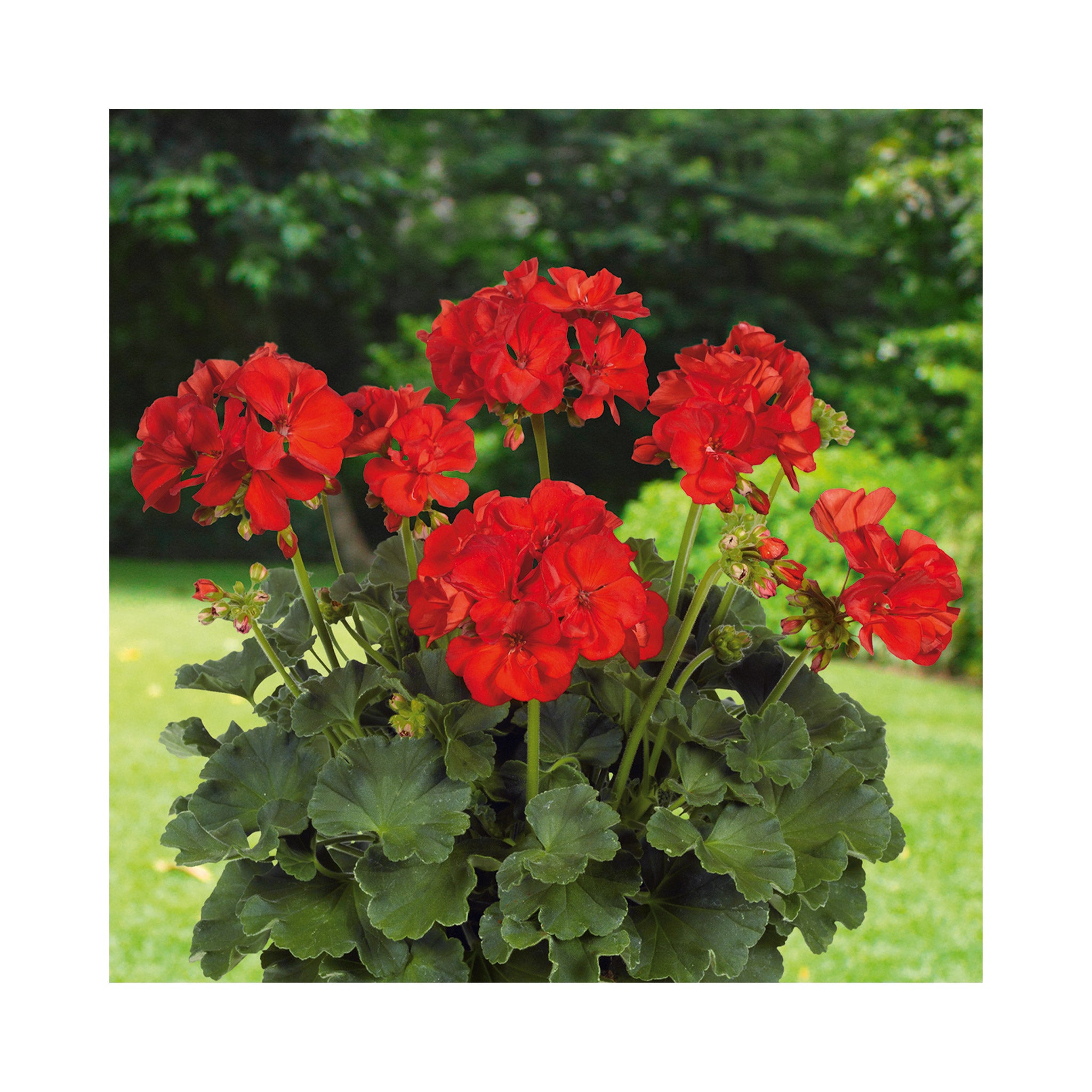 Upright Geranium Hidemi