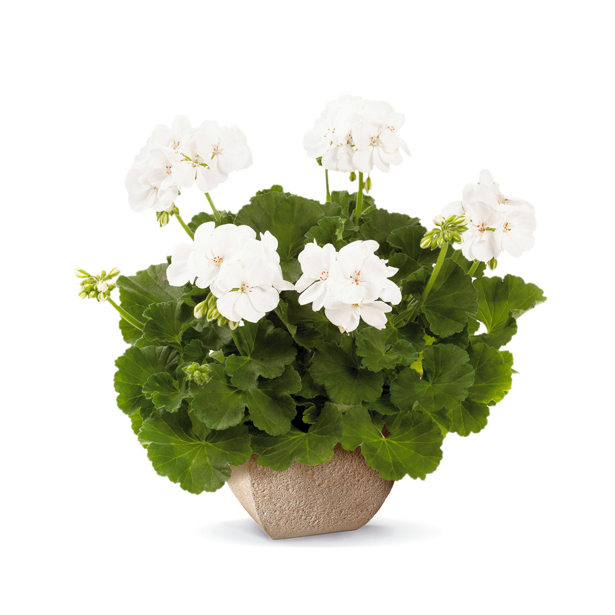 Upright Geranium Iceburg