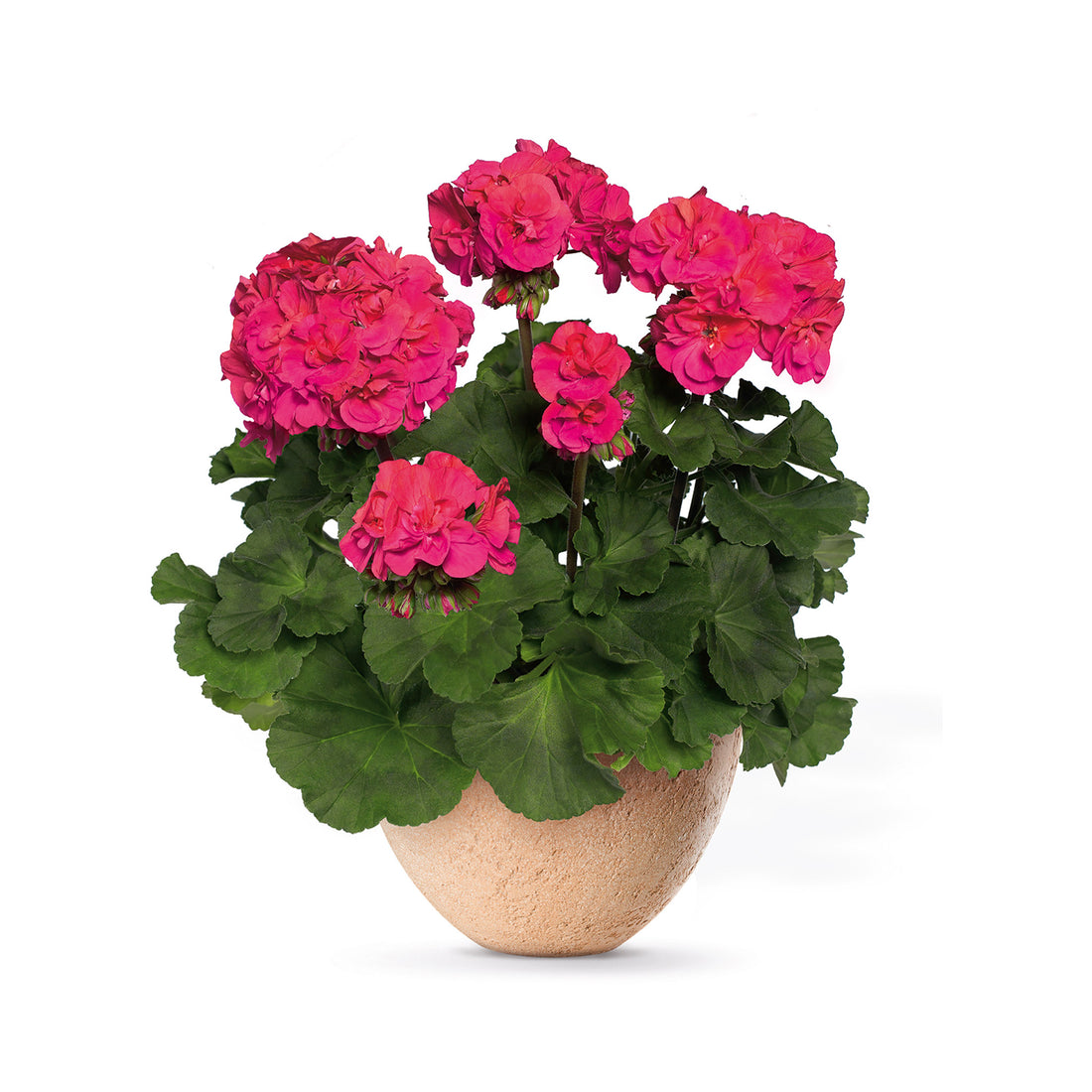 Upright Geranium Marena