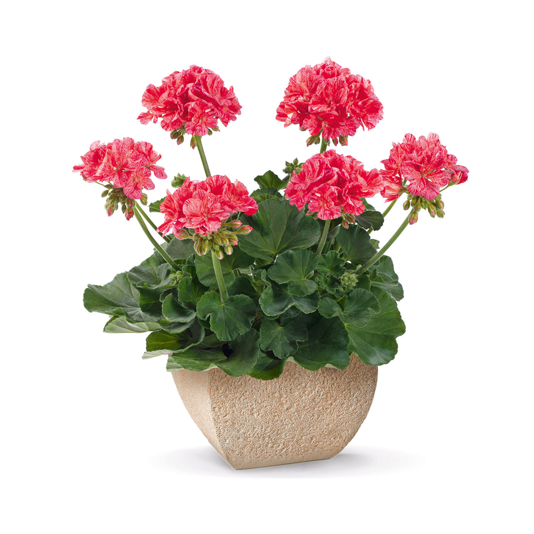 Upright Geranium Mosaic Red
