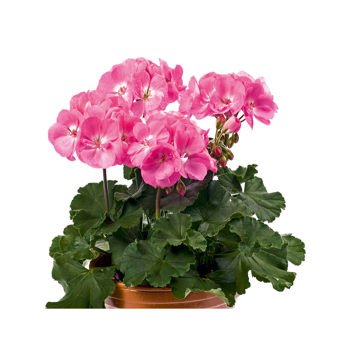 Upright Geranium Rosita