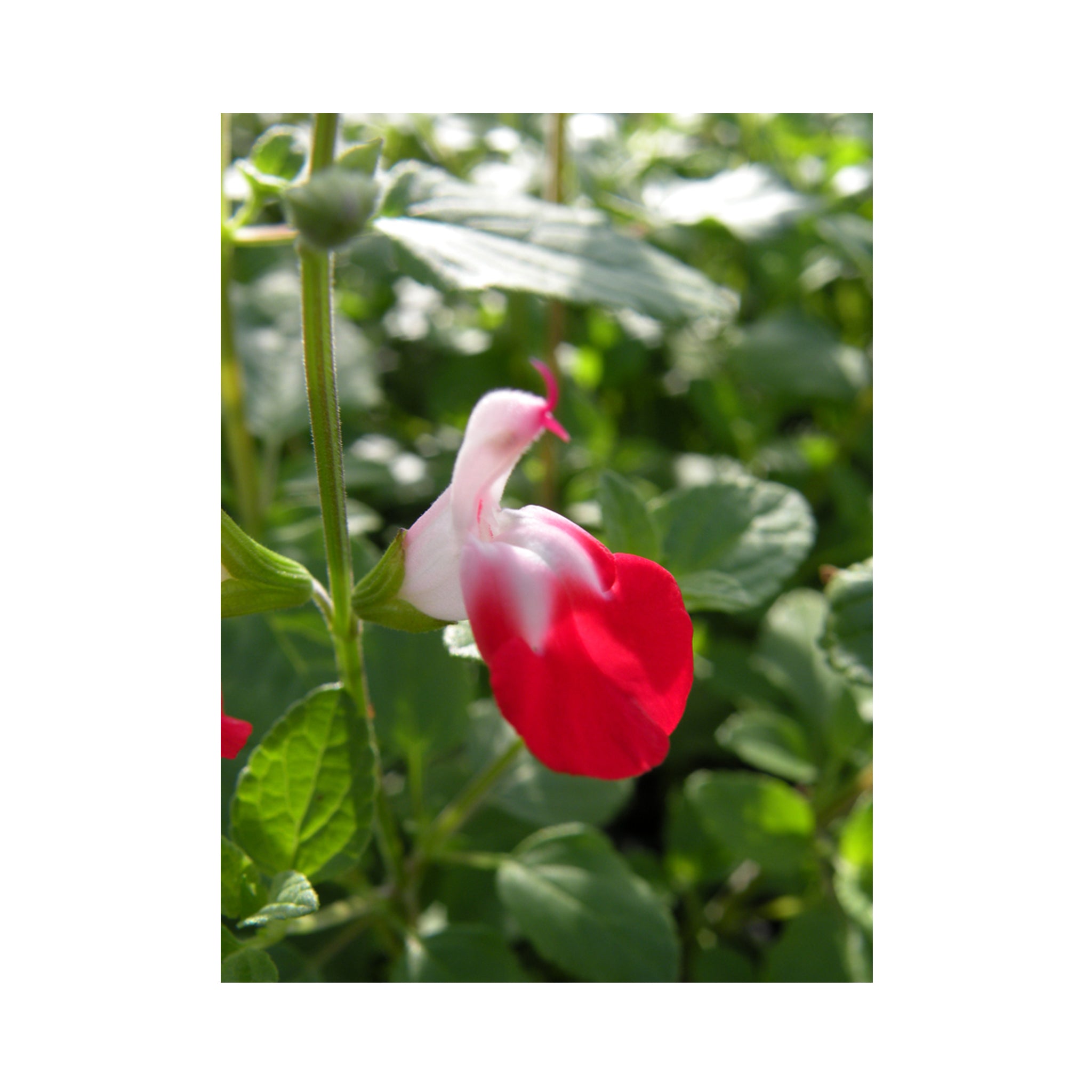 Salvia Hot Lips