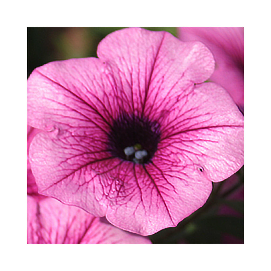 Petunia Surfinia Pink Vien