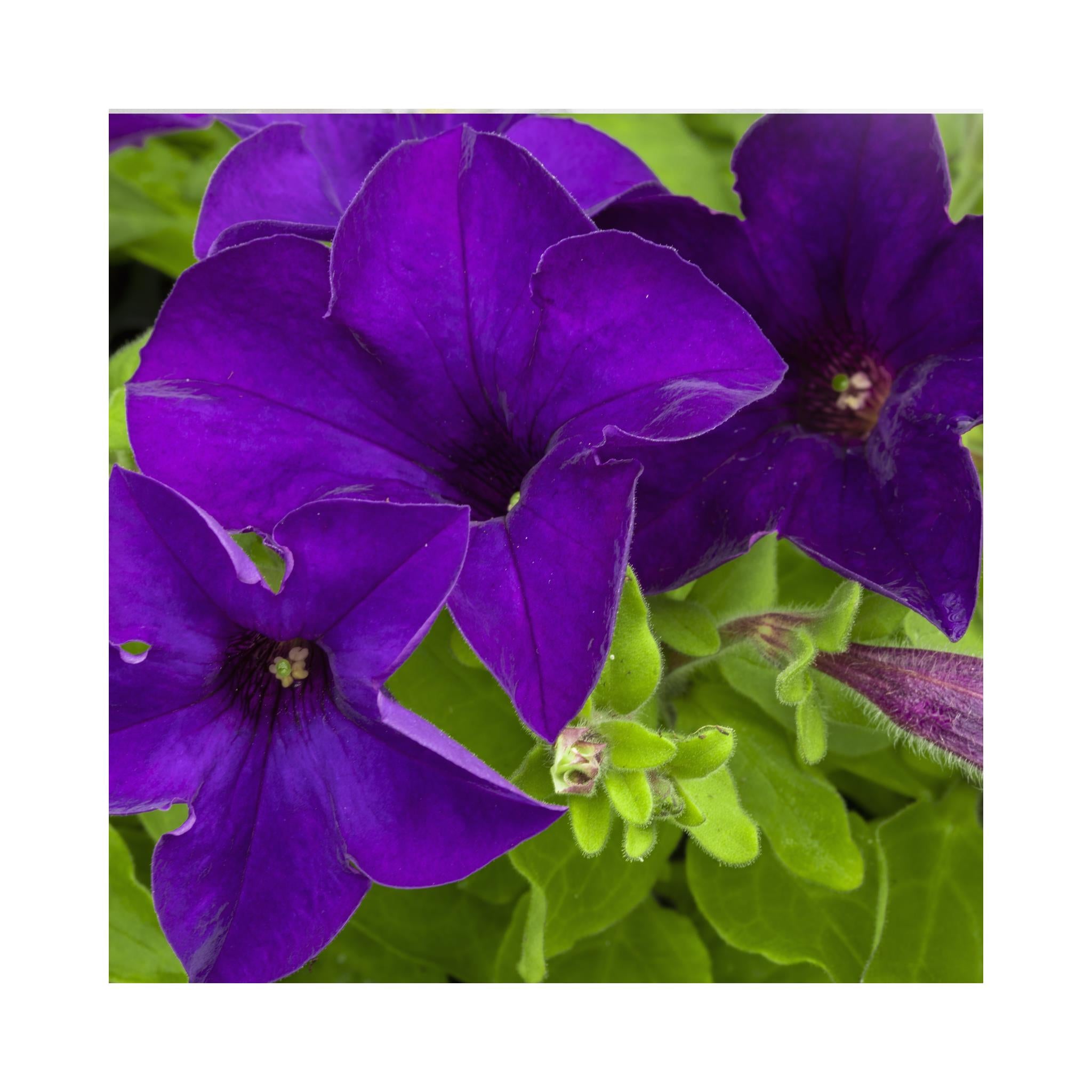 Petunia Surfinia Blue