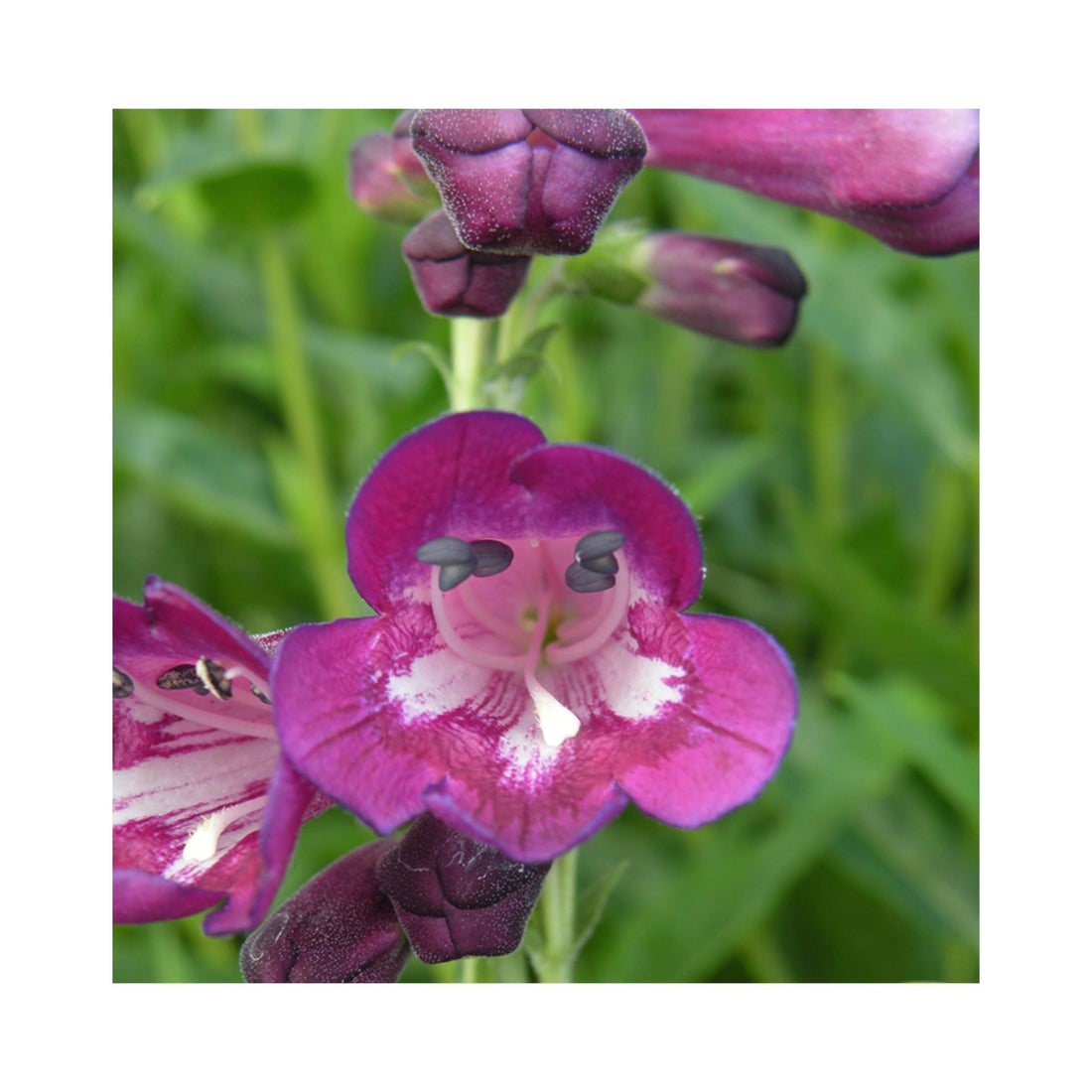 Penstemon Blackbird