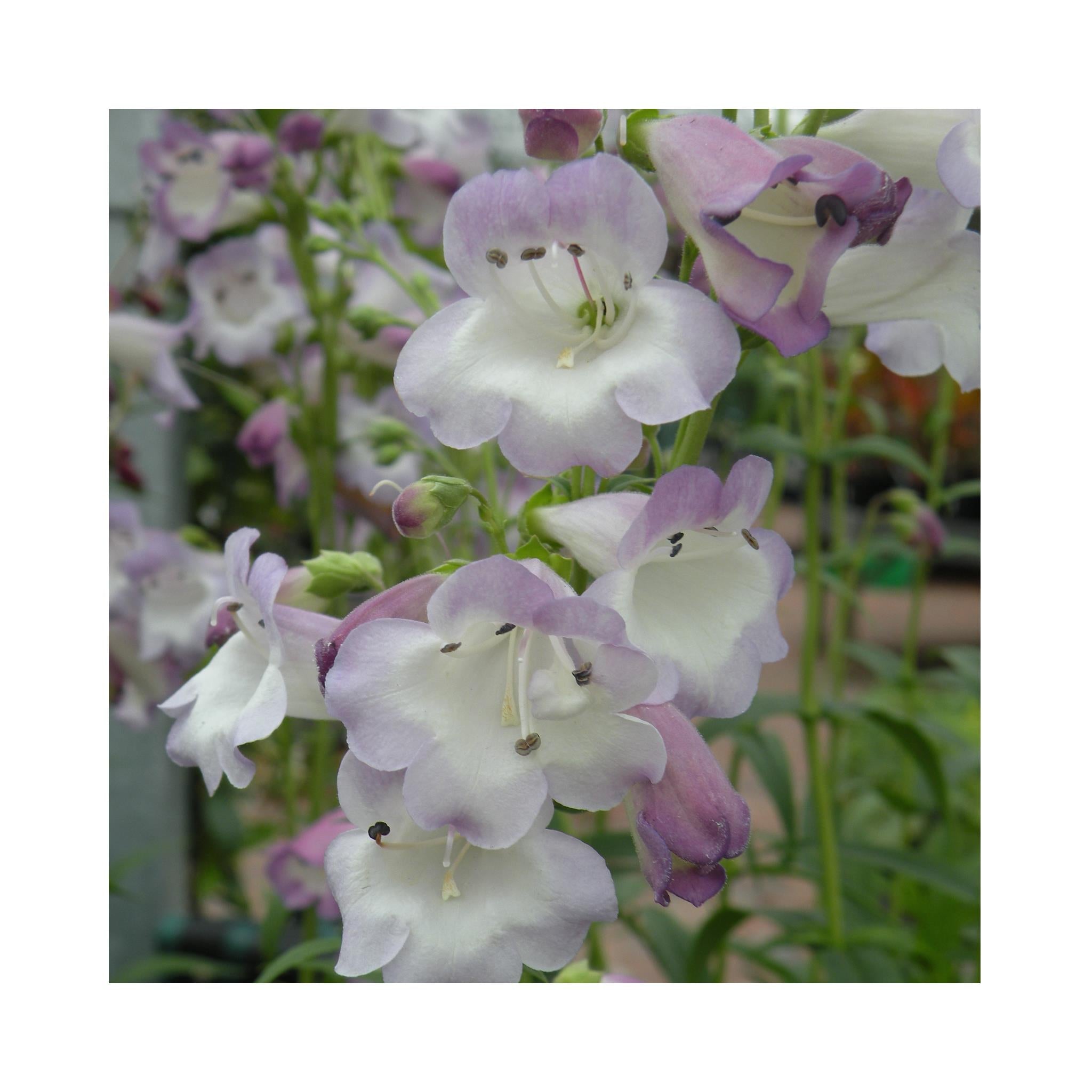 Penstemon Alice Hindley