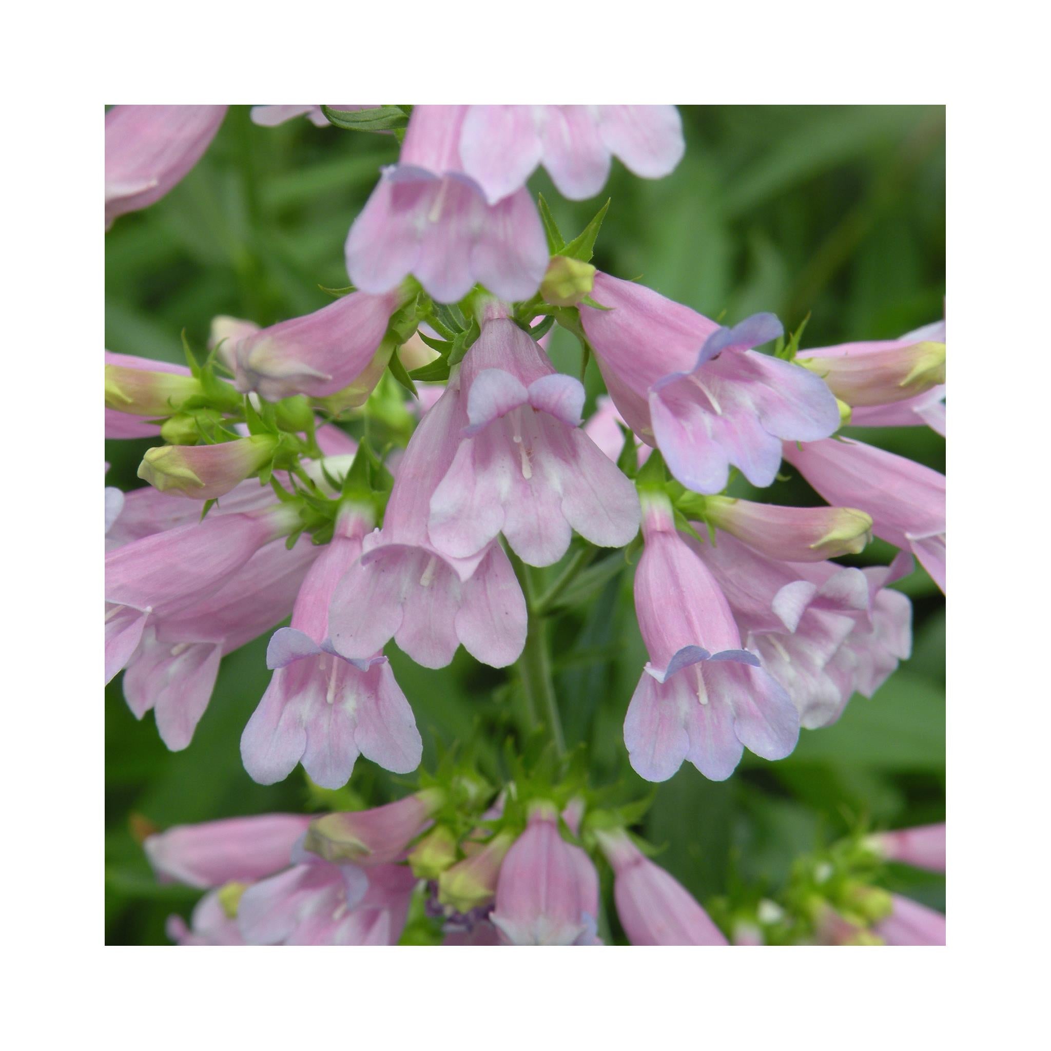 Penstemon Catherine de la Mare