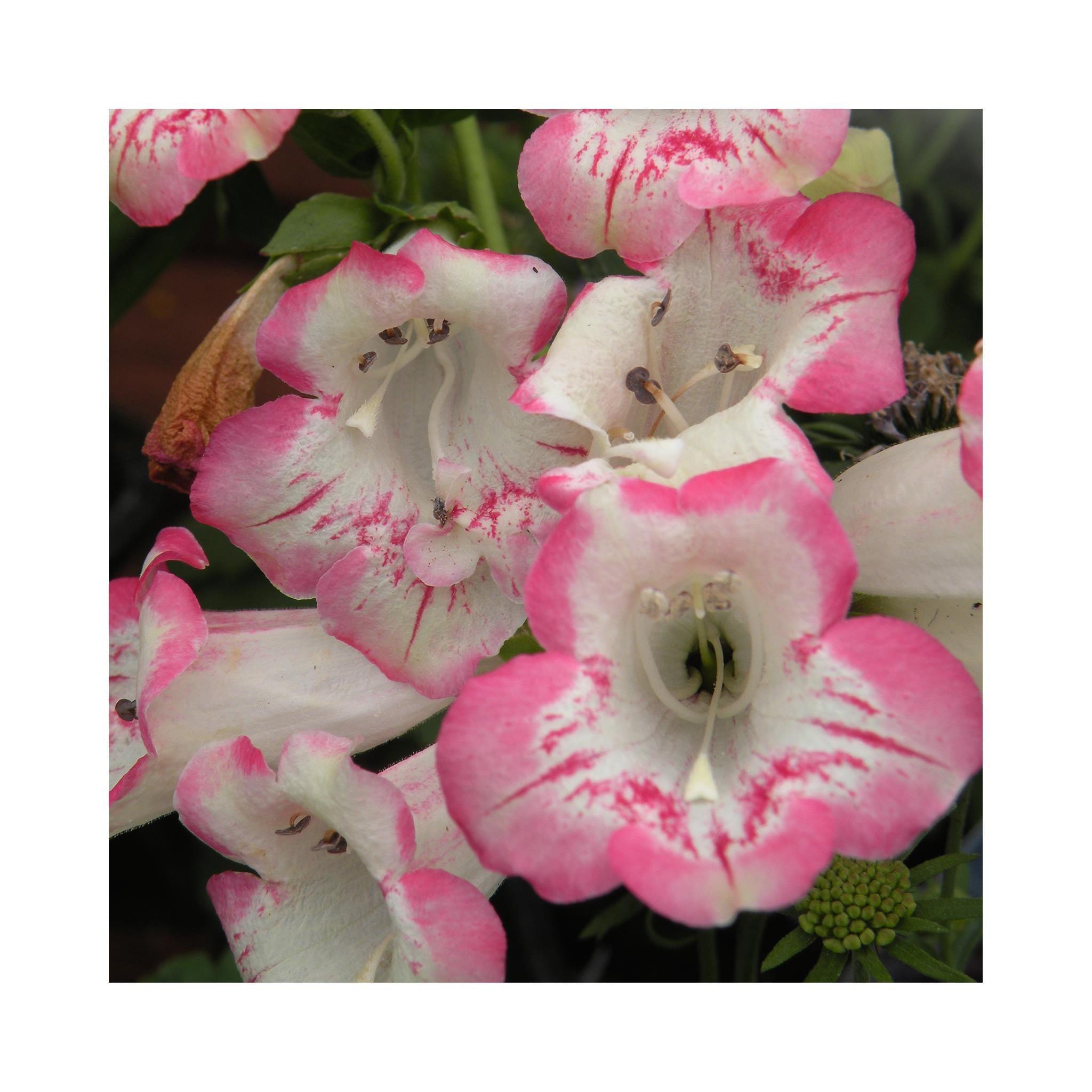 Penstemon Flamingo